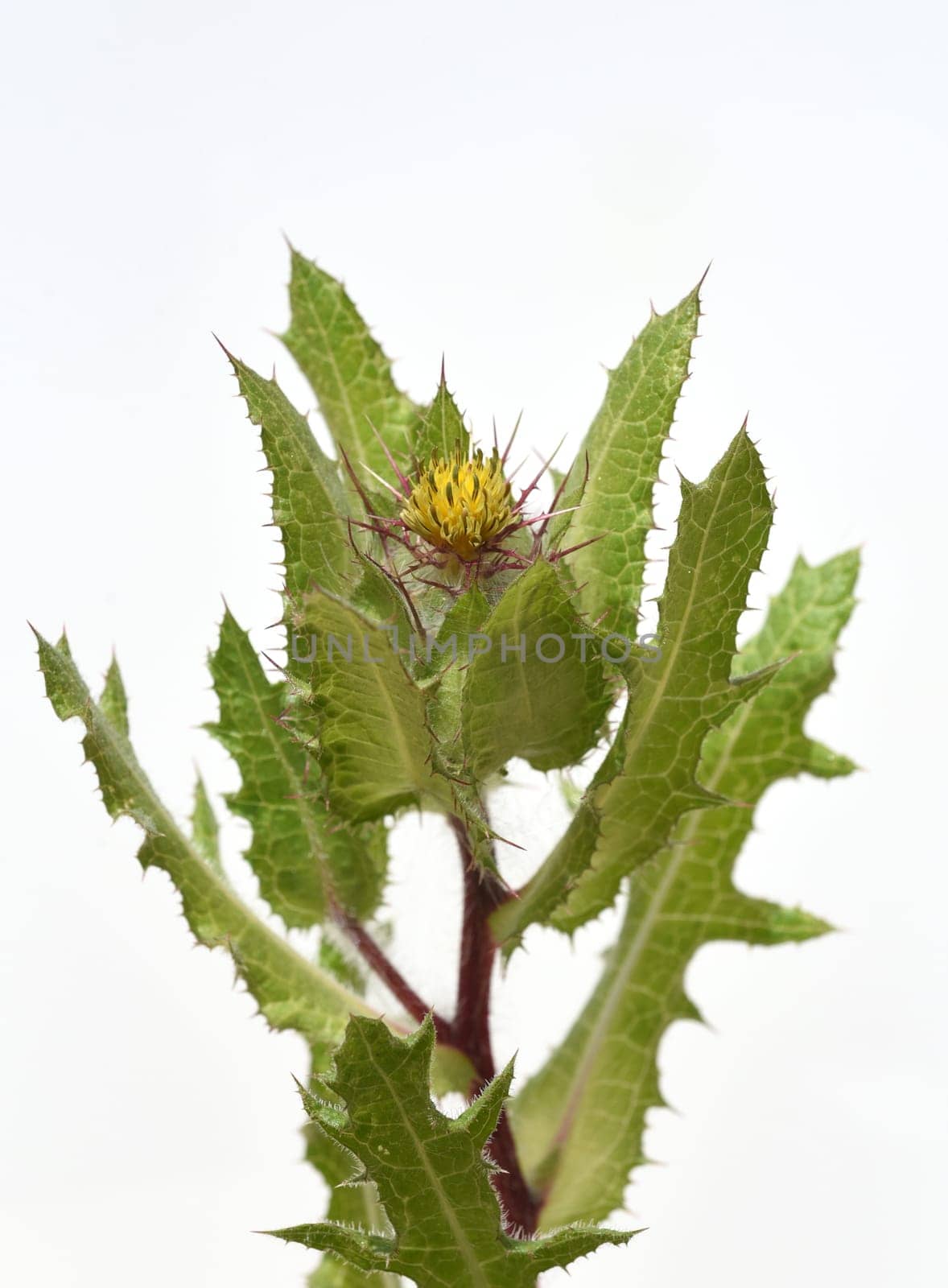 Benedictine herb,Cnicus benedictus,is an important medicinal plant and a poisonous plant with orange flowers. Benedictine herb,Cnicus,Benedictus is an important medicinal plant and poisonous plant with orange flowers.