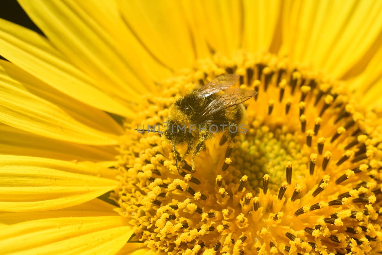 Sunflower,Helianthus annuus,is an important oil and medicinal plant with yellow flowers and is also used in medicine. Sunflower,Helianthus annuus,is an important oil and medicinal plant with yellow flowers and is also used in medicine.