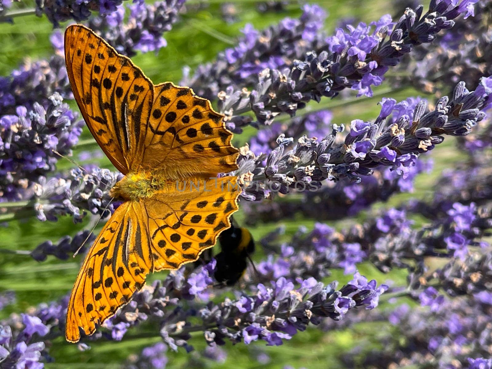 Emperor's mantle,Argynnis paphia belongs to the noble butterflies and are insects with large wings. Imperial mantle,Argynnis paphia belongs to the noble butterflies and are insects with large wings.
