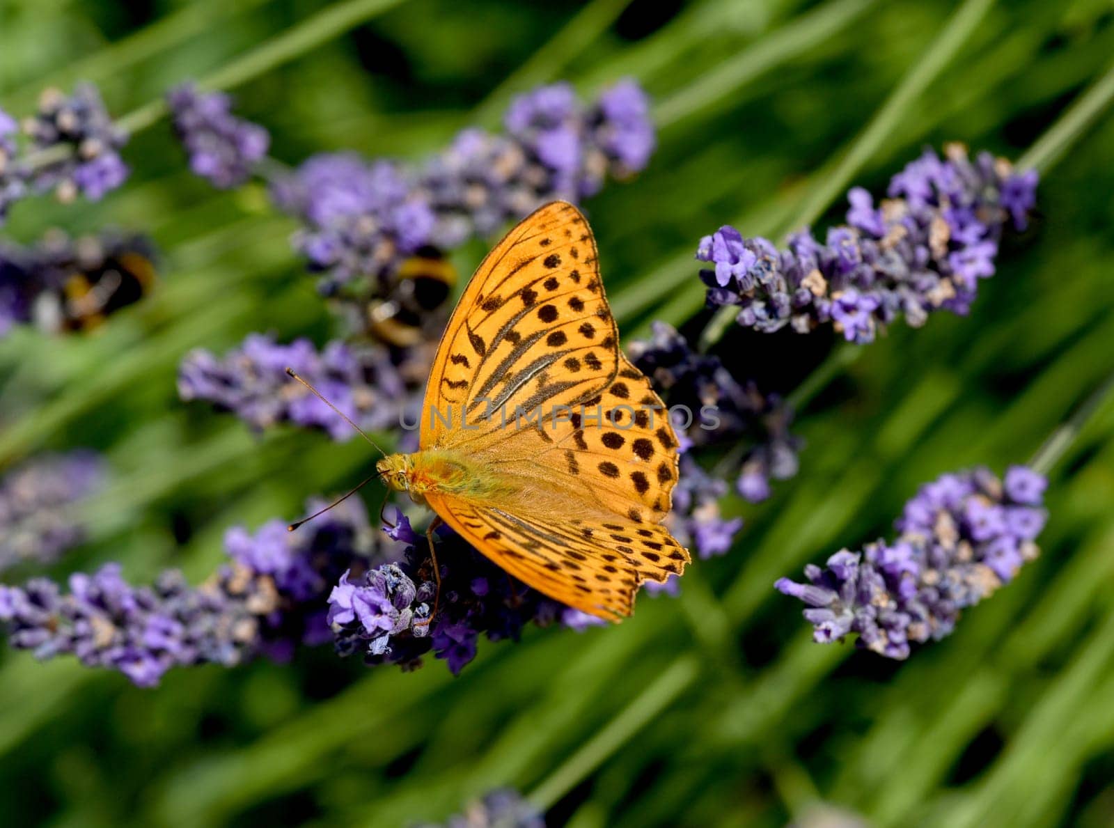 Emperor's mantle,Argynnis paphia belongs to the noble butterflies and are insects with large wings. Imperial mantle,Argynnis paphia belongs to the noble butterflies and are insects with large wings.