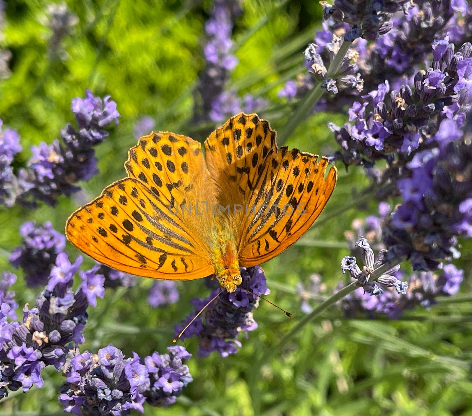 Emperor's mantle,Argynnis paphia belongs to the noble butterflies and are insects with large wings. Imperial mantle,Argynnis paphia belongs to the noble butterflies and are insects with large wings.