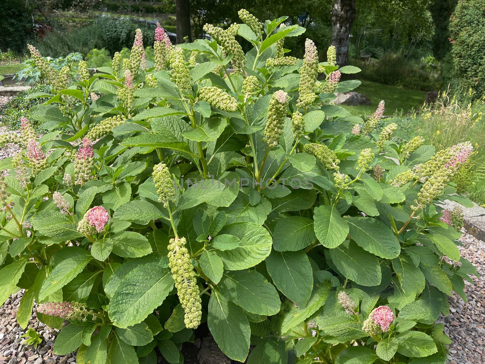 American kermesberry is a perennial perennial and an important medicinal plant. American pokeweed is a perennial and an important medicinal plant.