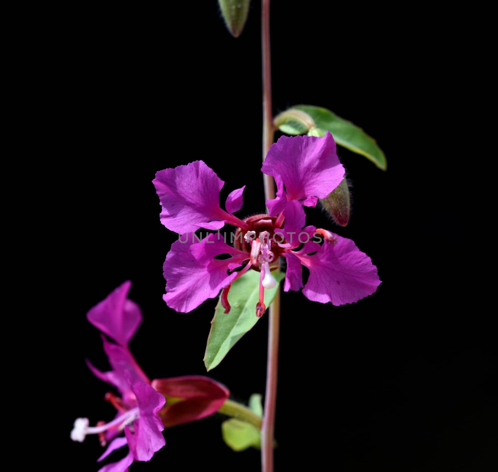 Klarkie,Clarkia pulchella is a beautiful summer flower with purple flowers. Klarkie,Clarkia pulchella is a pretty annual with purple flowers.