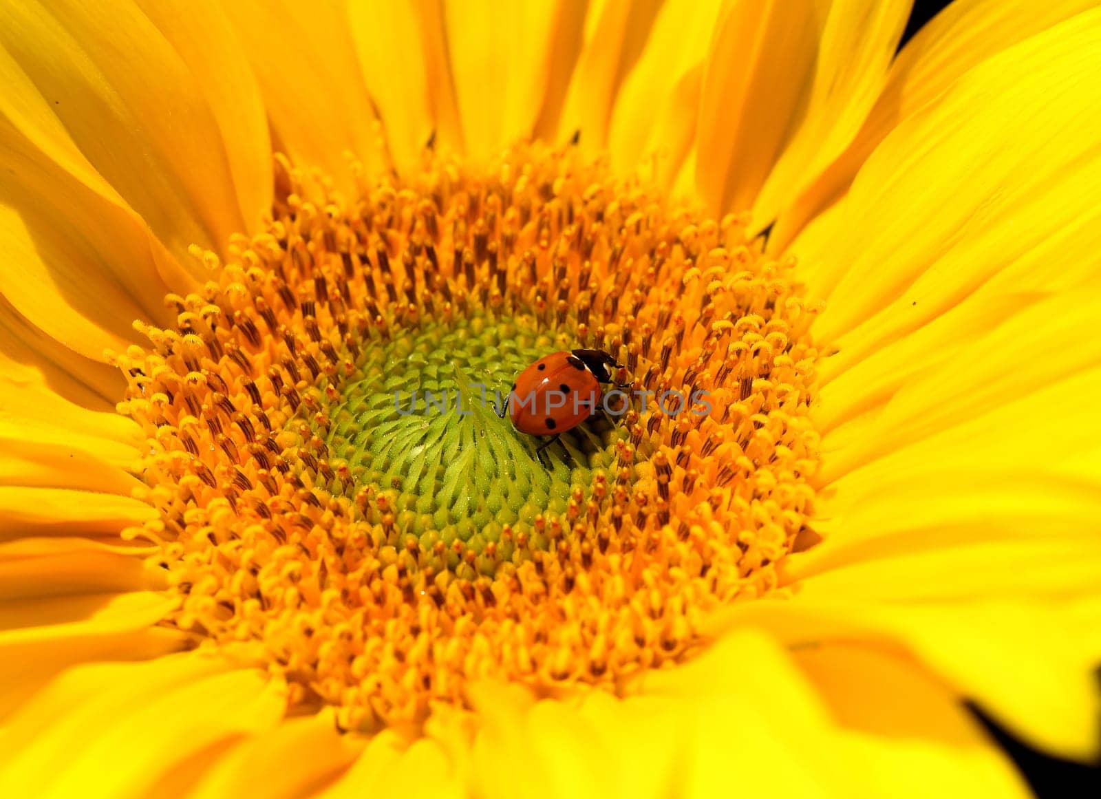 Marienkaefer,Coccinella semptempunctata,is a beautiful red kaefer with black dots. The insect is very useful and eats many aphids,Helianthus,annuus,Ladybug,Coccinella semptempunctata,is a pretty red beetle with black spots. The insect is very useful and eats many aphids. Helianthus,annuus