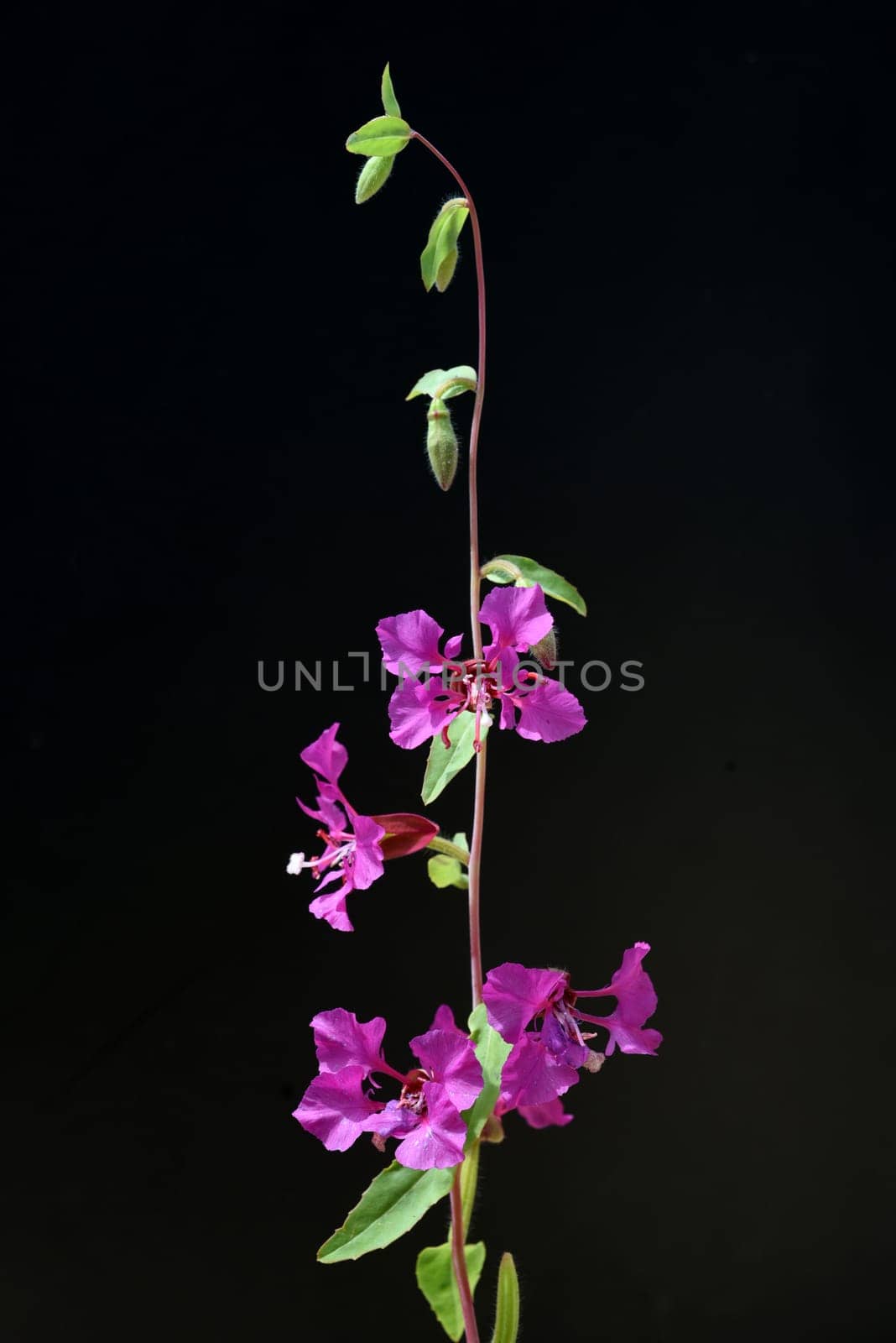 Klarkie,Clarkia pulchella is a beautiful summer flower with purple flowers. Klarkie,Clarkia pulchella is a pretty annual with purple flowers.