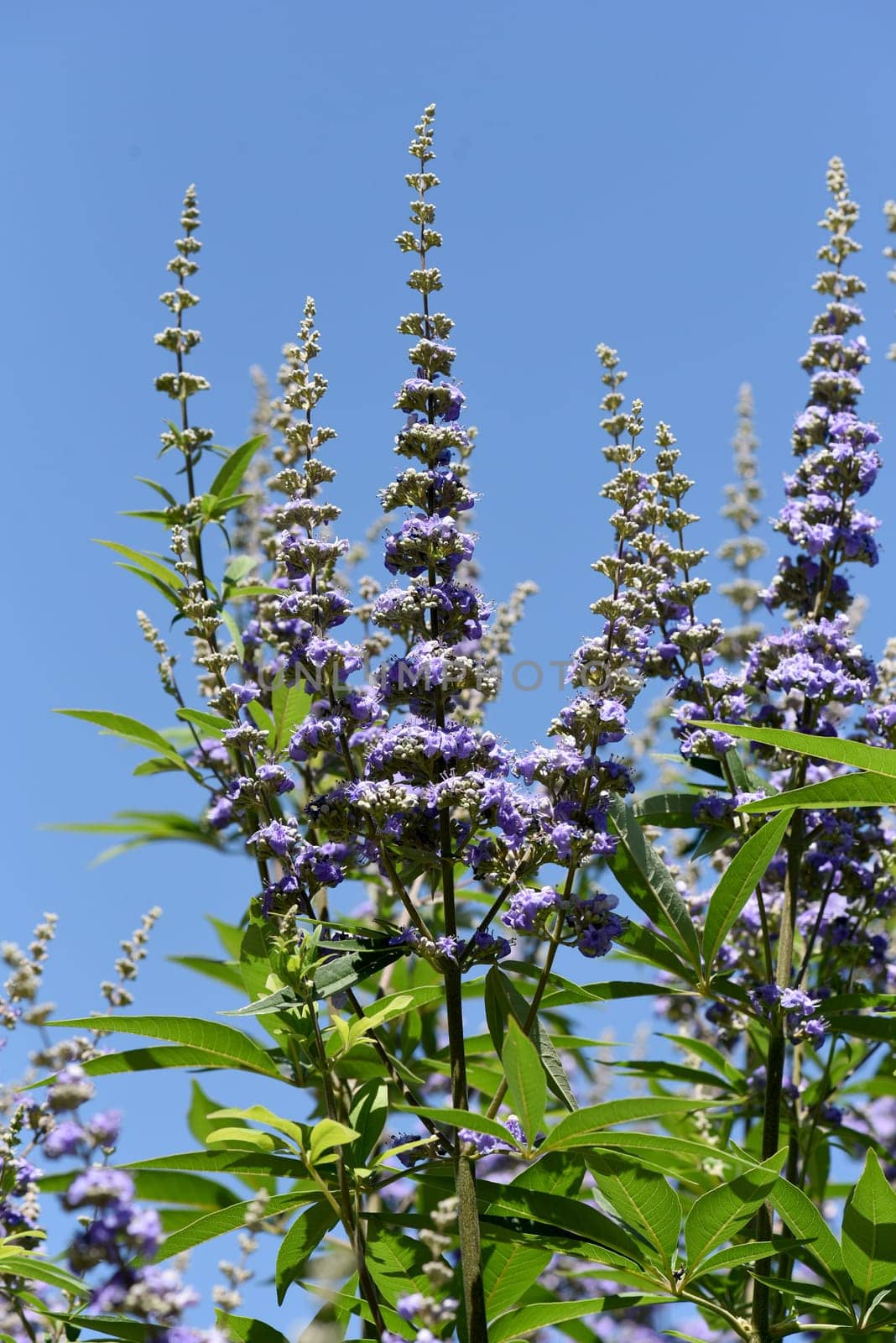 Moenchspfeffer,Vitex agnus is an important medicinal plant and is also used in medicine. Moenchspfeffer,Vitex agnus is an important medicinal plant and is also used in medicine.