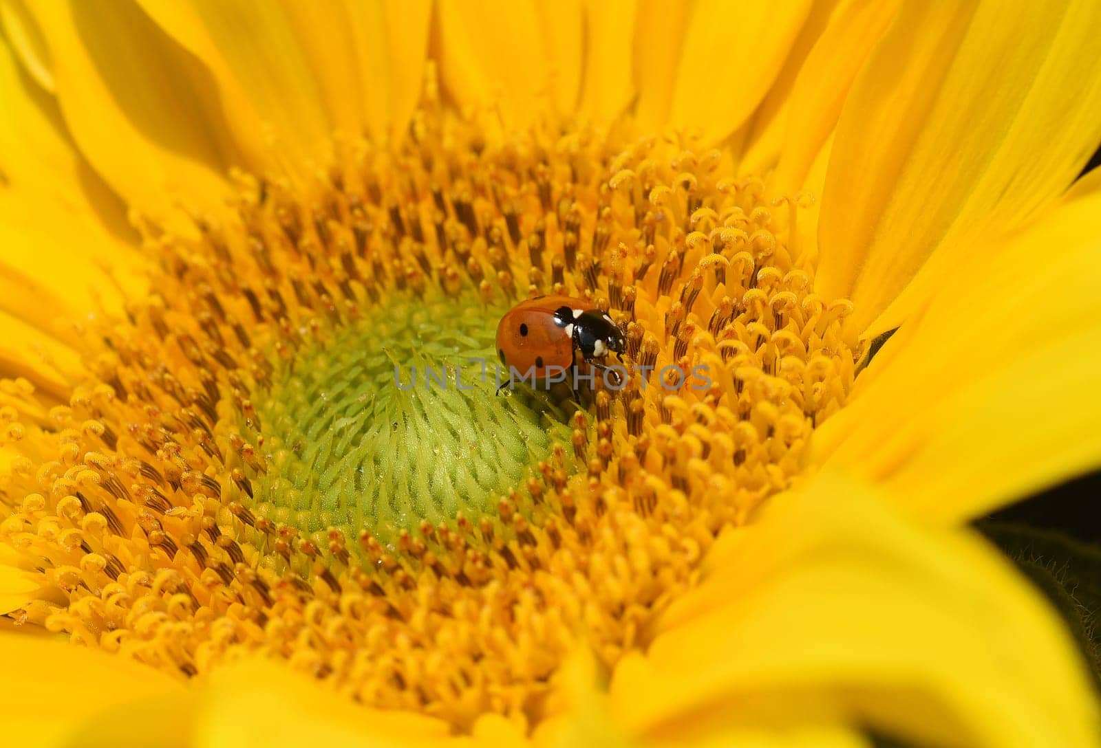 Marienkaefer,Coccinella semptempunctata,is a beautiful red kaefer with black dots. The insect is very useful and eats many aphids,Helianthus,annuus,Ladybug,Coccinella semptempunctata,is a pretty red beetle with black spots. The insect is very useful and eats many aphids. Helianthus,annuus
