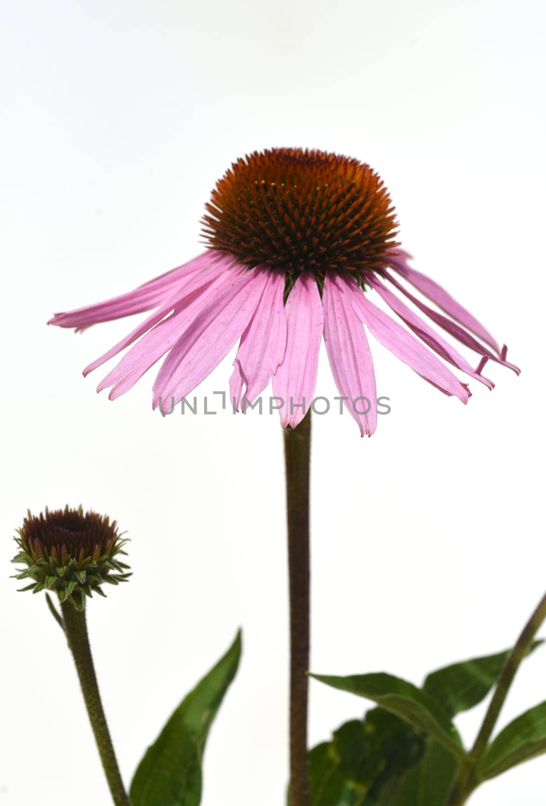 Conechinacea,Echinacea purpurea,is an important medicinal plant and a fragrant plant with red flowers. It is a beautiful perennial plant and is often planted in the garden. Red coneflower,Echinacea purpurea,is an important medicinal herb and an aromatic plant with red flowers. It is a beautiful perennial plant and is often planted in the garden.