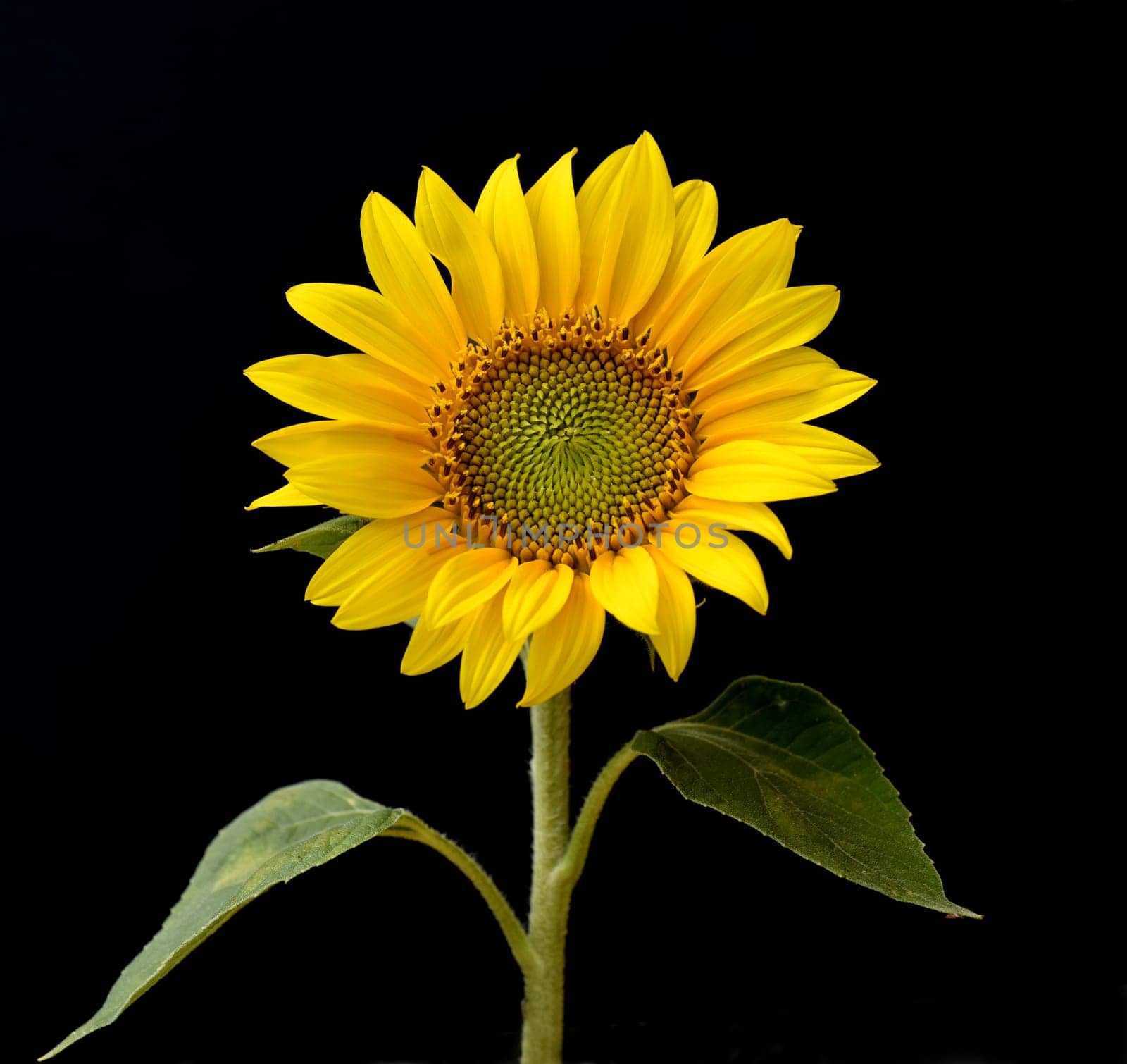 Sunflower,Helianthus annuus,is an important oil and medicinal plant with yellow flowers and is also used in medicine. Sunflower,Helianthus annuus,is an important oil and medicinal plant with yellow flowers and is also used in medicine.