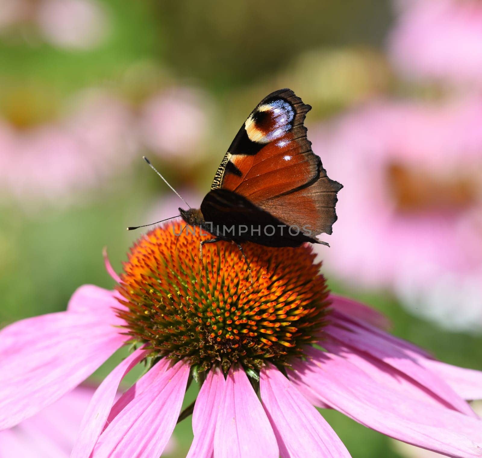 Conechinacea,Echinacea purpurea,is an important medicinal plant and a fragrant plant with red flowers. It is a beautiful perennial plant and is often planted in the garden. Red coneflower,Echinacea purpurea,is an important medicinal herb and an aromatic plant with red flowers. It is a beautiful perennial plant and is often planted in the garden.