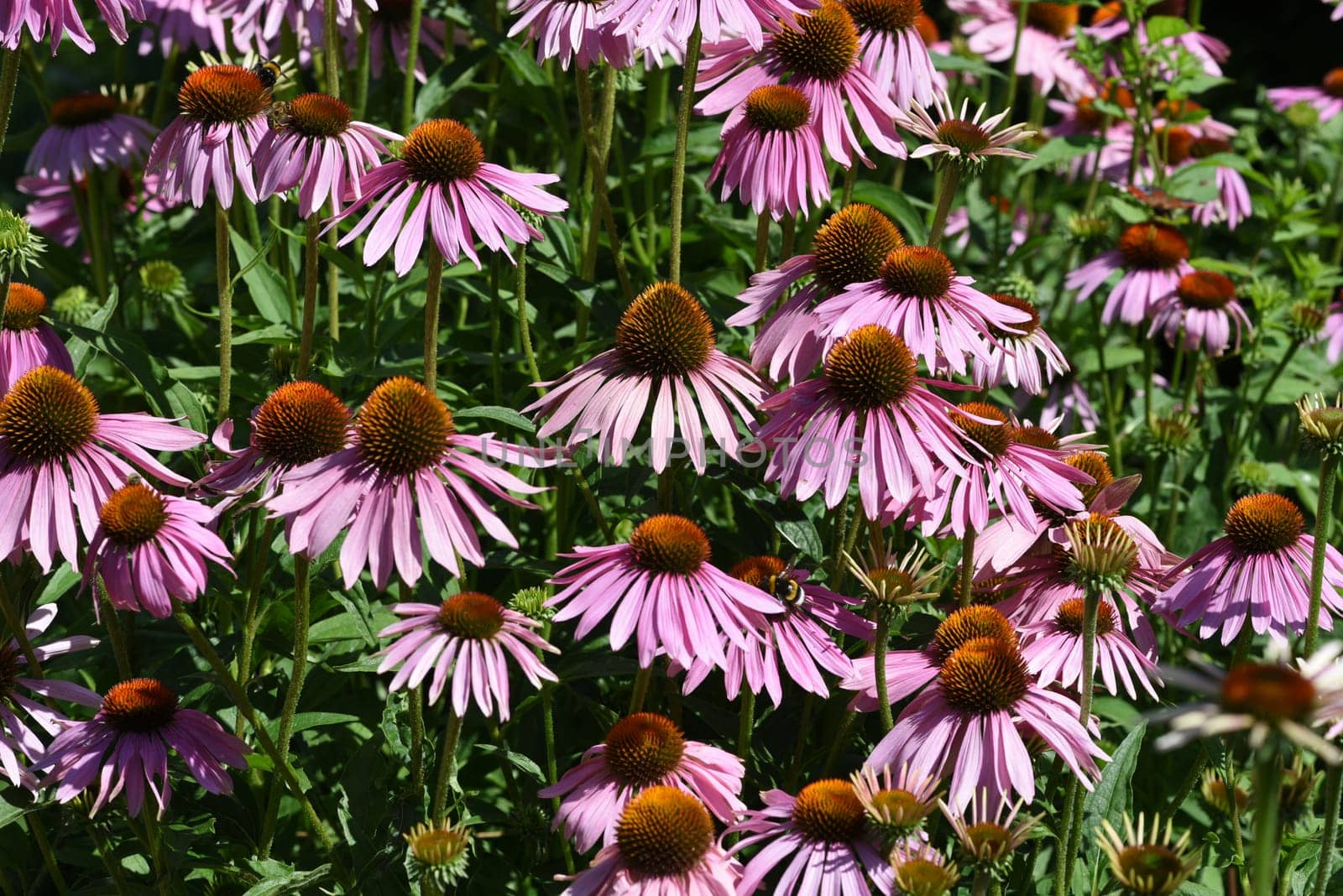 Conechinacea,Echinacea purpurea,is an important medicinal plant and a fragrant plant with red flowers. It is a beautiful perennial plant and is often planted in the garden. Red coneflower,Echinacea purpurea,is an important medicinal herb and an aromatic plant with red flowers. It is a beautiful perennial plant and is often planted in the garden.