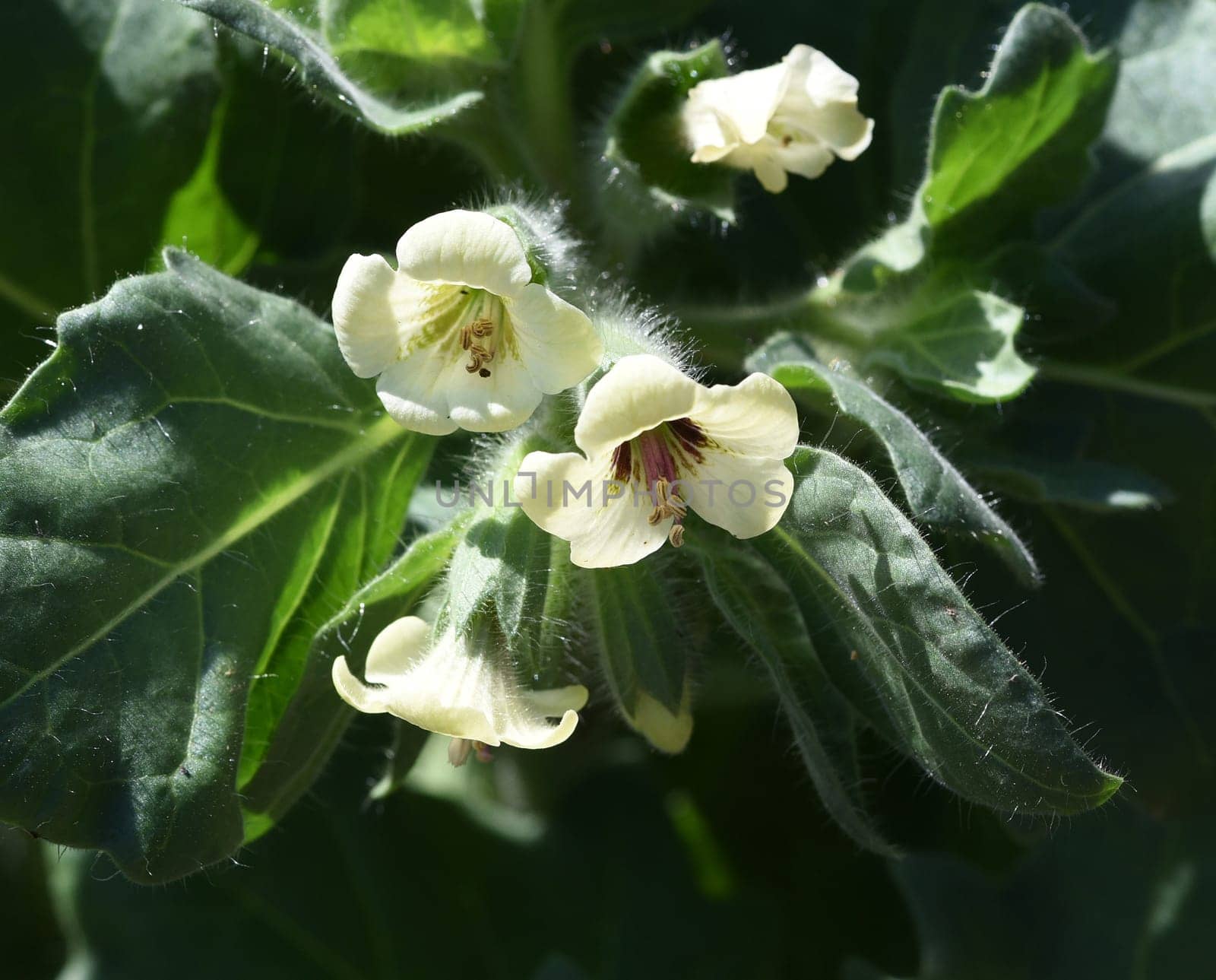 . White henbane,Hyoscyamus alba is an important but poisonous medicinal plant. White henbane,Hyoscyamus alba,is an important,but toxic,medicinal plant.