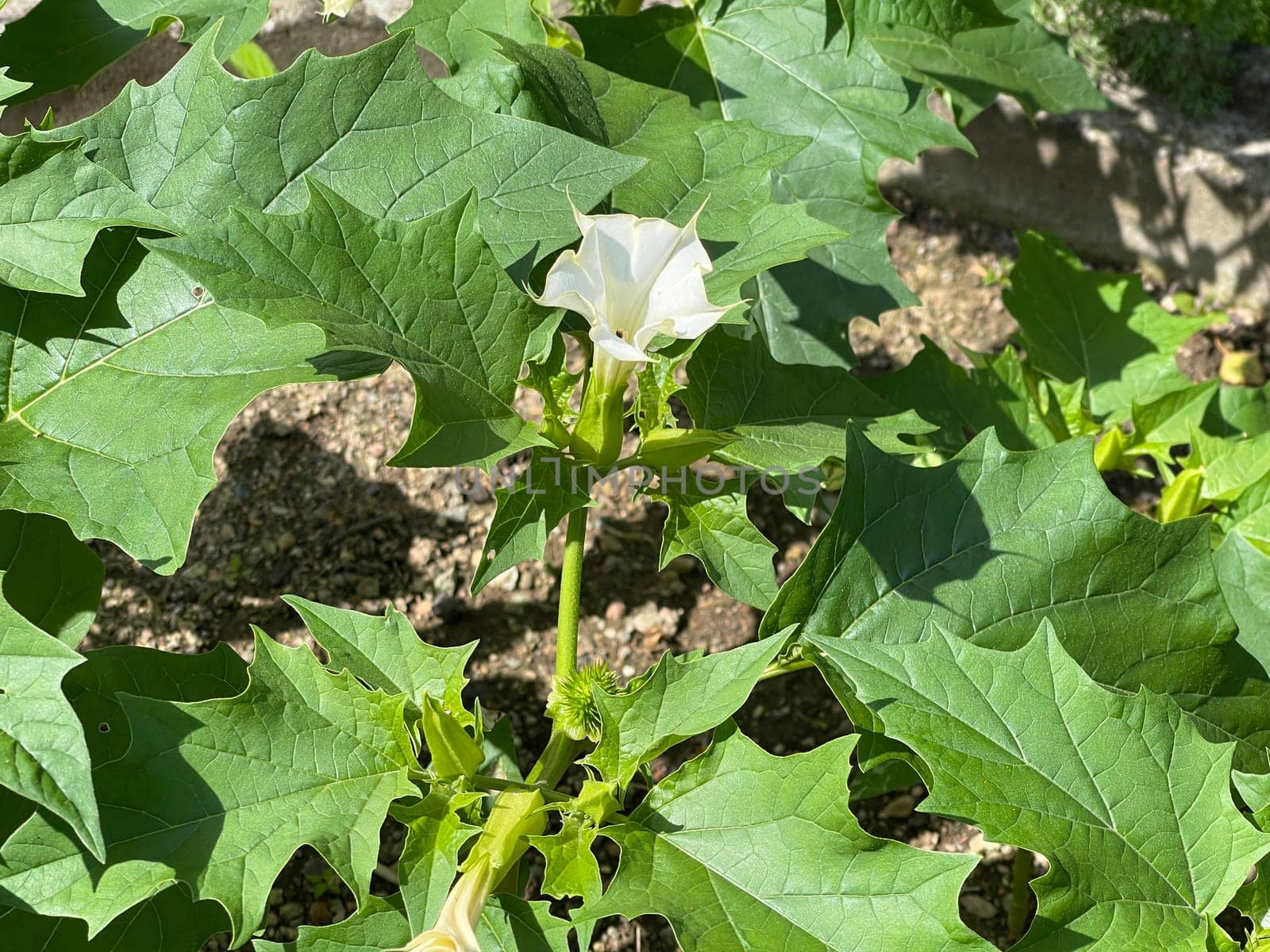 Holly apple,Datura Stramonium is a medicinal plant that is also used in medicine. Thorn apple,Datura Stramonium is a medicinal plant that is also used in medicine.