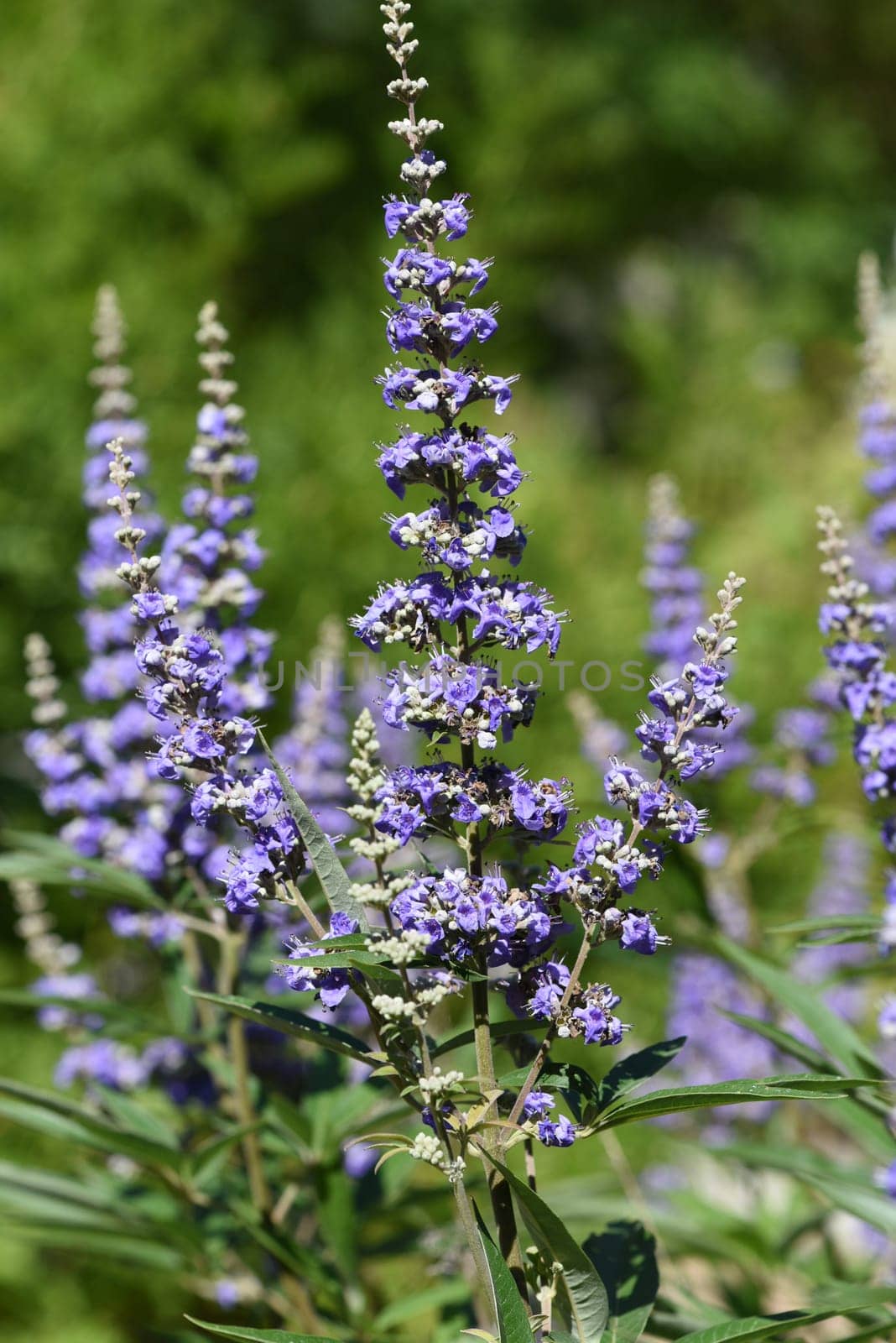 Moenchspfeffer,Vitex agnus is an important medicinal plant and is also used in medicine. Moenchspfeffer,Vitex agnus is an important medicinal plant and is also used in medicine.