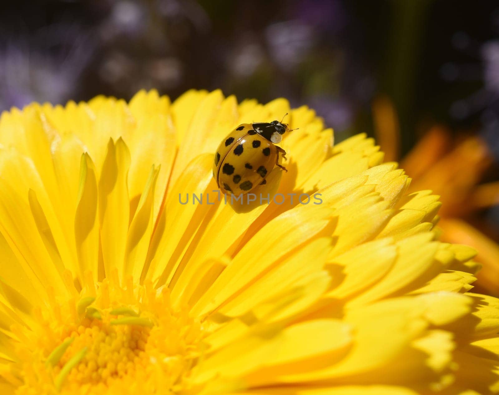 Asian Marienkaefer,Harmonia axyrides,is a Marienkaefer from the Asian region in many colors and with different numbers of points the native species strongly faerdet. Asian ladybird,Harmonia axyrides,is a ladybird from the Asian region that comes in many colors and has a different number of spots,which is a serious threat to the native species.