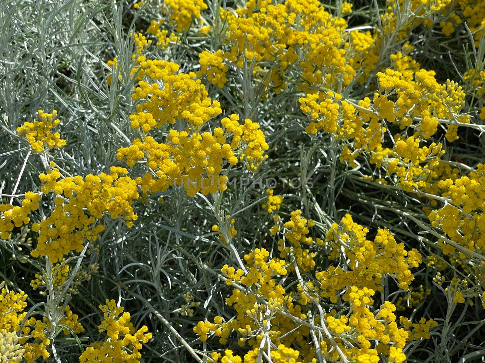 Curry herb,Helichrysum italicum,is an important medicinal plant and a fragrant plant with yellow flowers and is also used in the kitchen as a spice. Curry herb,Helichrysum italicum,is an important medicinal plant and a fragrant plant with yellow flowers and is also used as a spice in the kitchen.