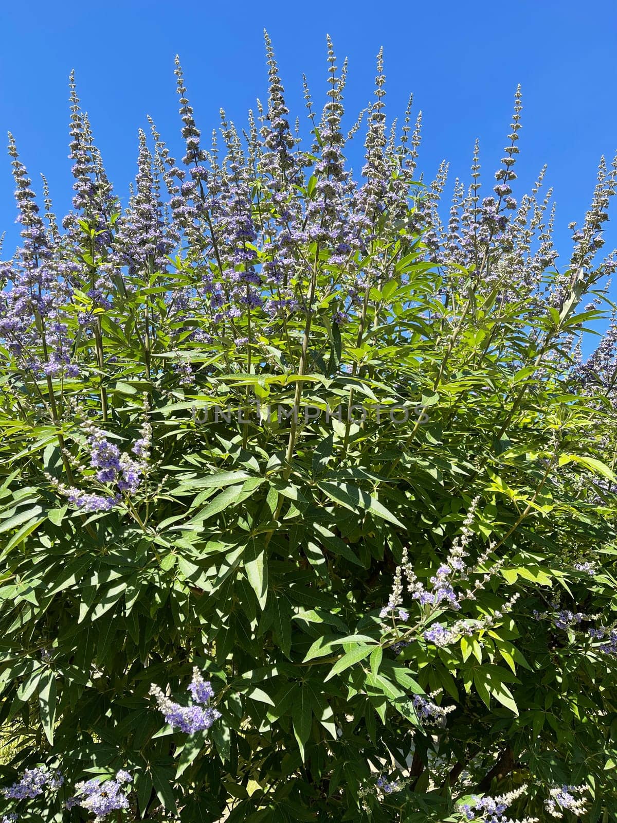 Moenchspfeffer,Vitex agnus is an important medicinal plant and is also used in medicine. Moenchspfeffer,Vitex agnus is an important medicinal plant and is also used in medicine.