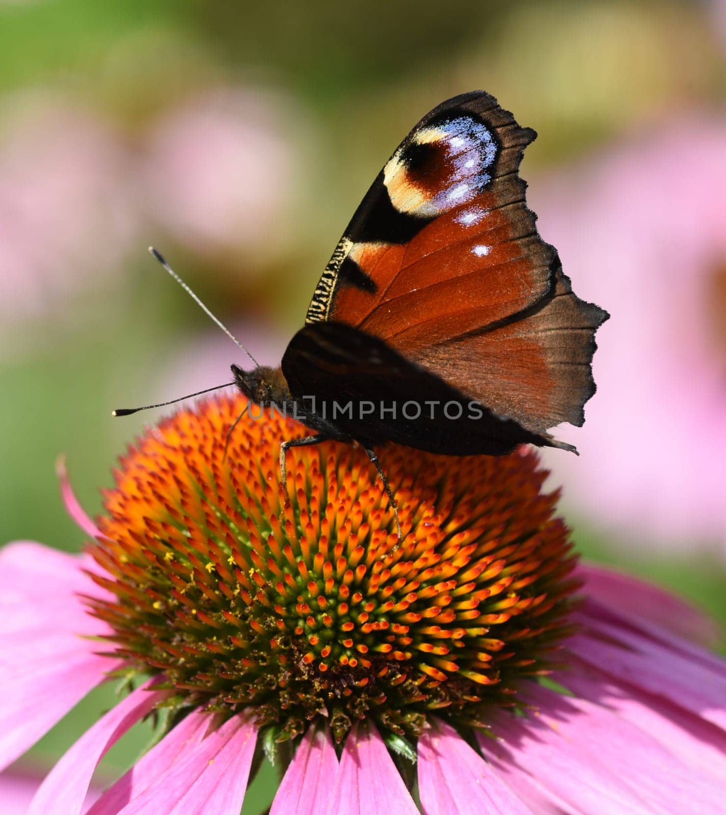 Butterflies are insects with large wings. Butterflies are insects with large wings.