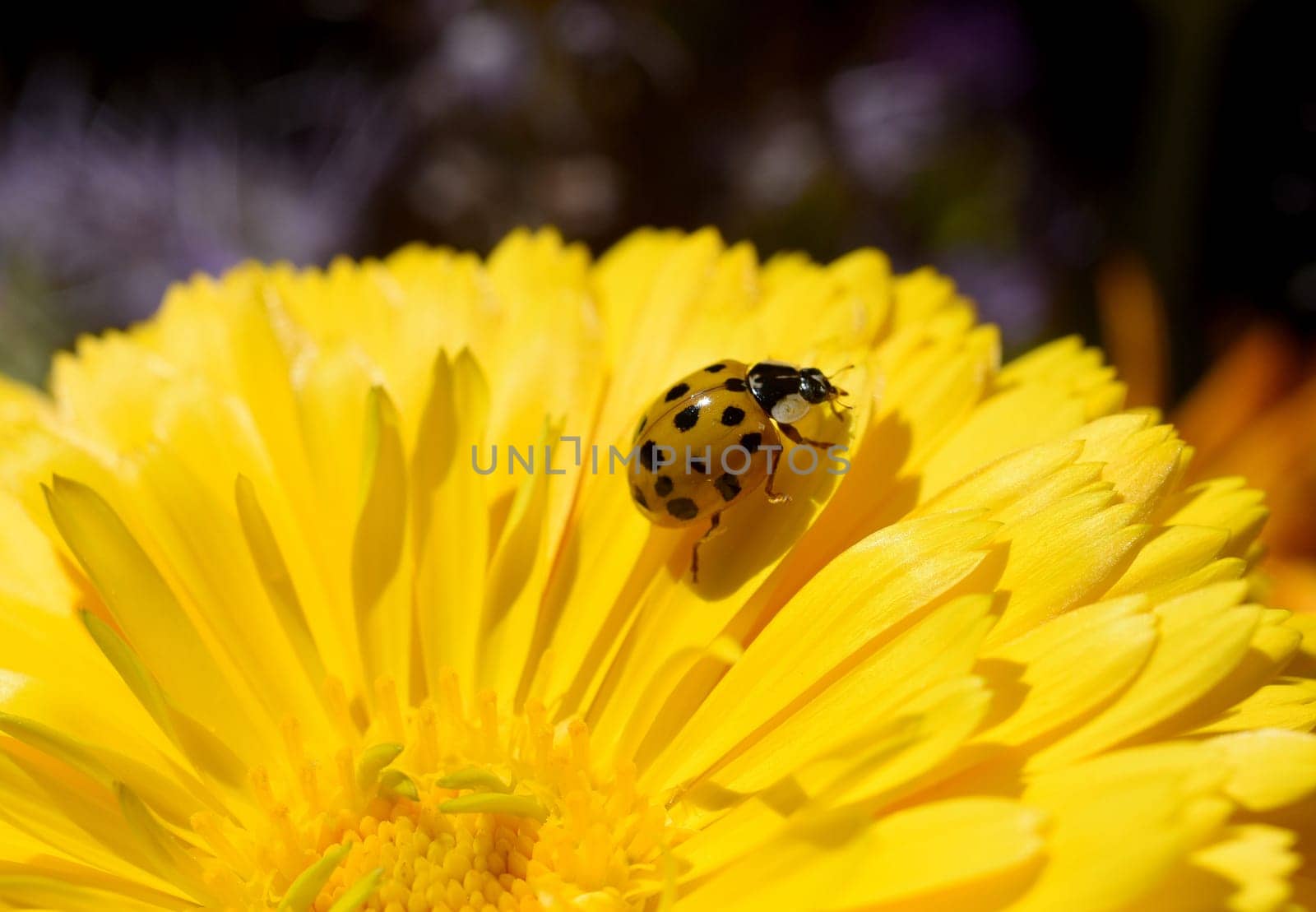 Asian Marienkaefer,Harmonia axyrides,is a Marienkaefer from the Asian region in many colors and with different numbers of points the native species strongly faerdet. Asian ladybird,Harmonia axyrides,is a ladybird from the Asian region that comes in many colors and has a different number of spots,which is a serious threat to the native species.