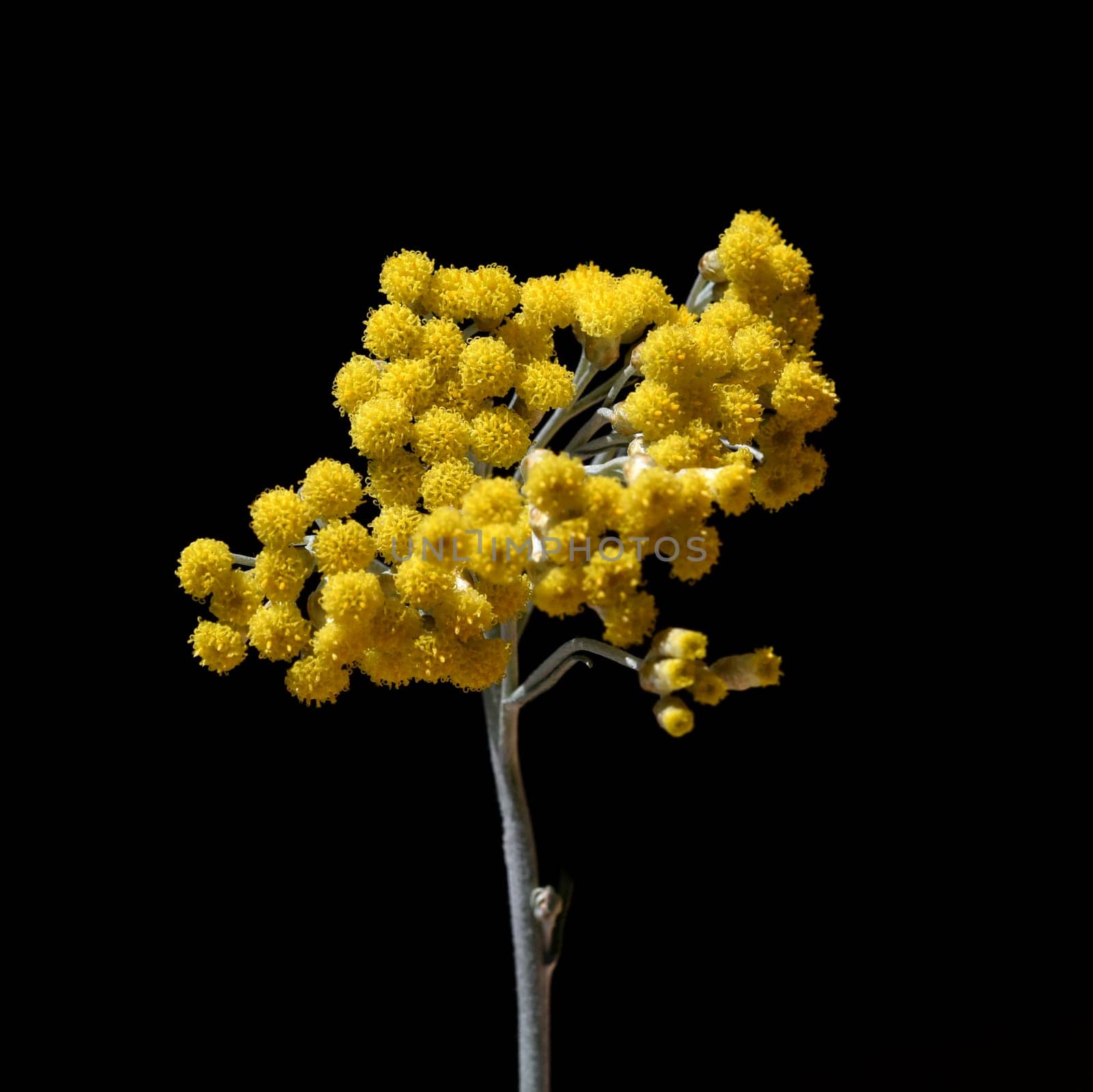 Curry herb,Helichrysum italicum,is an important medicinal plant and a fragrant plant with yellow flowers and is also used in the kitchen as a spice. Curry herb,Helichrysum italicum,is an important medicinal plant and a fragrant plant with yellow flowers and is also used as a spice in the kitchen.