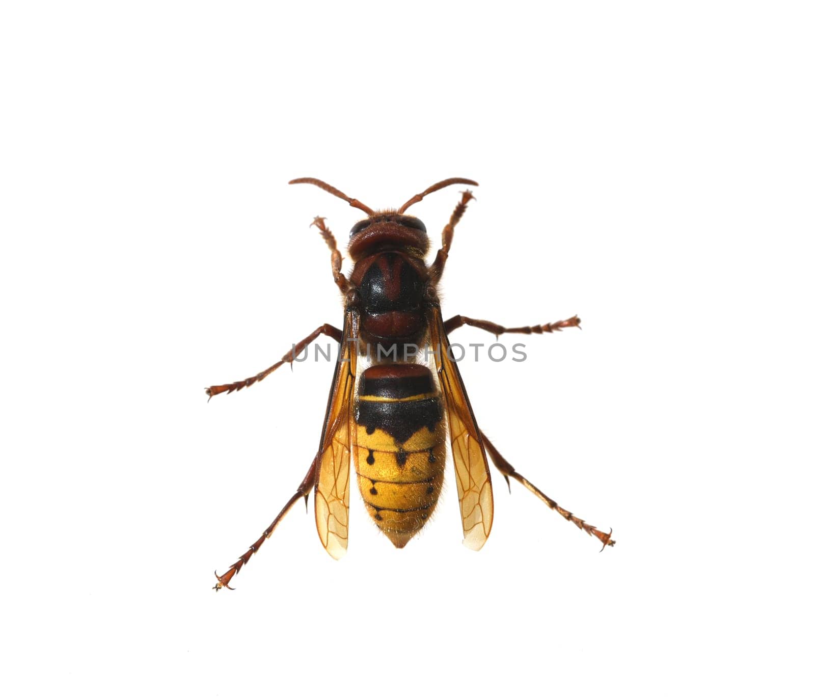 Hornet,Vespa crabro,is the largest native wasp species and is strictly protected. Hornet,Vespa crabro,is the largest native wasp species and is strictly protected.