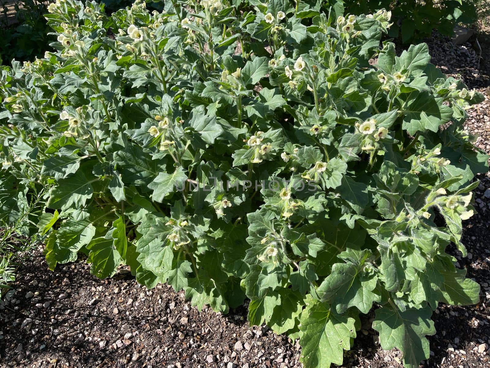 . White henbane,Hyoscyamus alba is an important but poisonous medicinal plant. White henbane,Hyoscyamus alba,is an important,but toxic,medicinal plant.