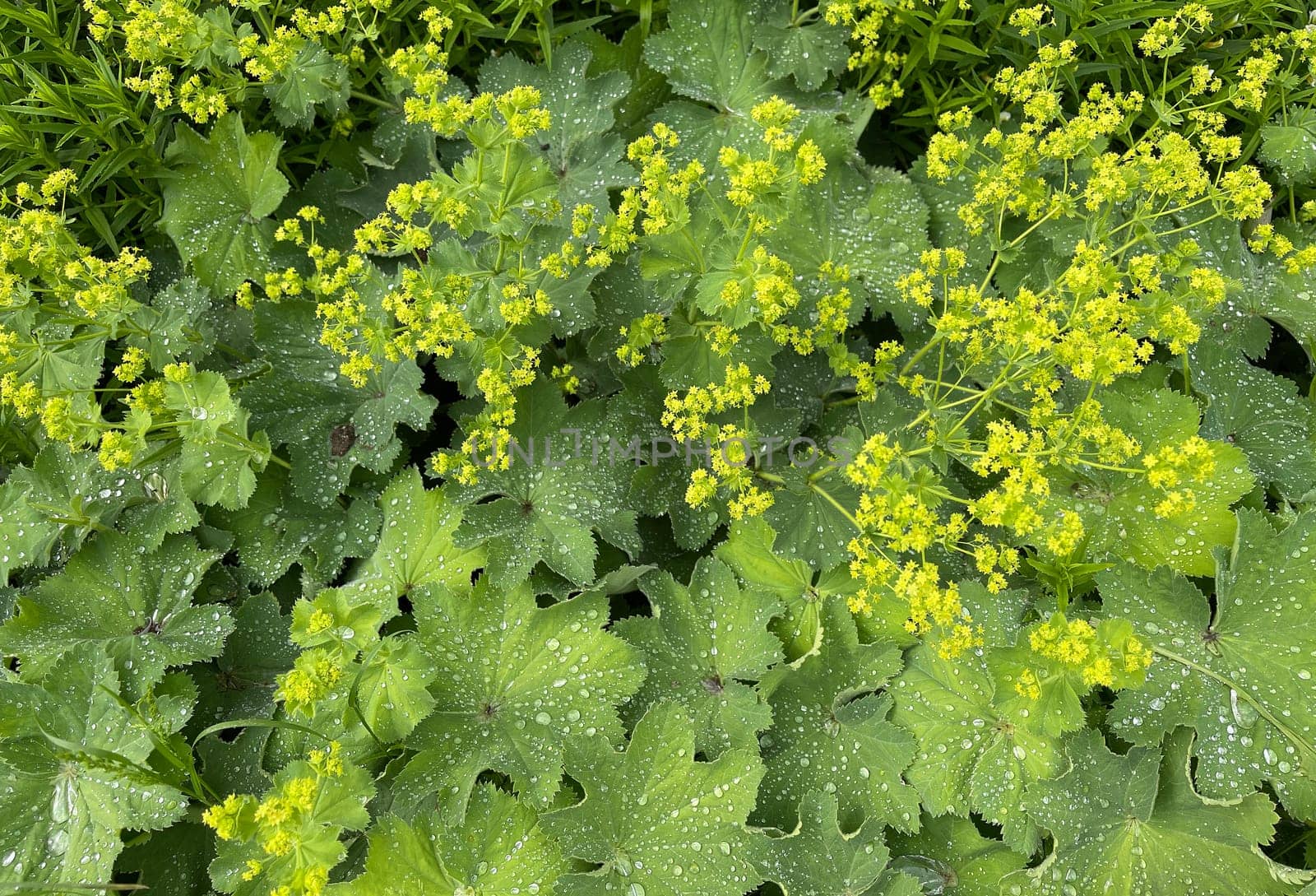 Lady's mantle,Alchemilla xanthochlora,is a beautiful ground cover with green flowers. It is an important medicinal plant and is used in medicine. Lady's Mantle,Alchemilla xanthochlora,is a beautiful ground cover with green flowers. It is an important medicinal plant and is used in medicine.