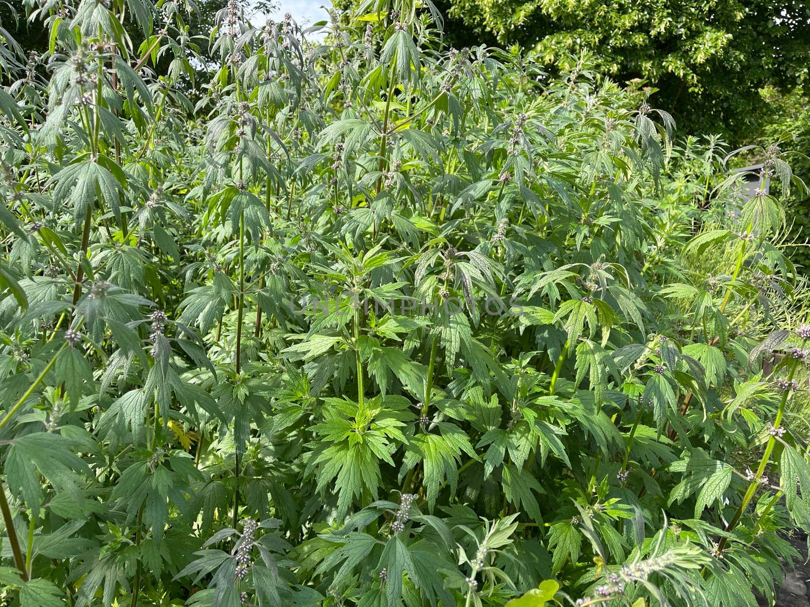 Motherwort,Leonurus,cardiaca,is an important medicinal plant with white flowers and is widely used in medicine. Motherwort,Leonurus,cardiaca,is an important medicinal plant with white flowers and is widely used in medicine.