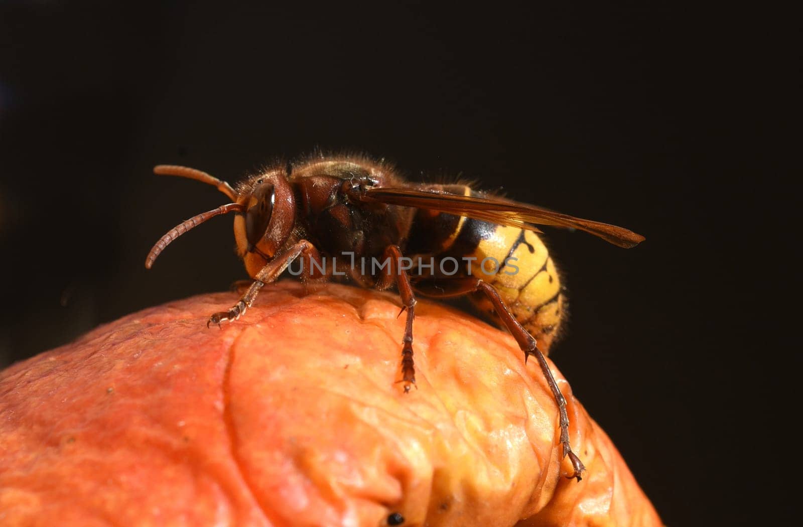 Hornet,Vespa crabro,is the largest native wasp species and is strictly protected. Hornet,Vespa crabro,is the largest native wasp species and is strictly protected.
