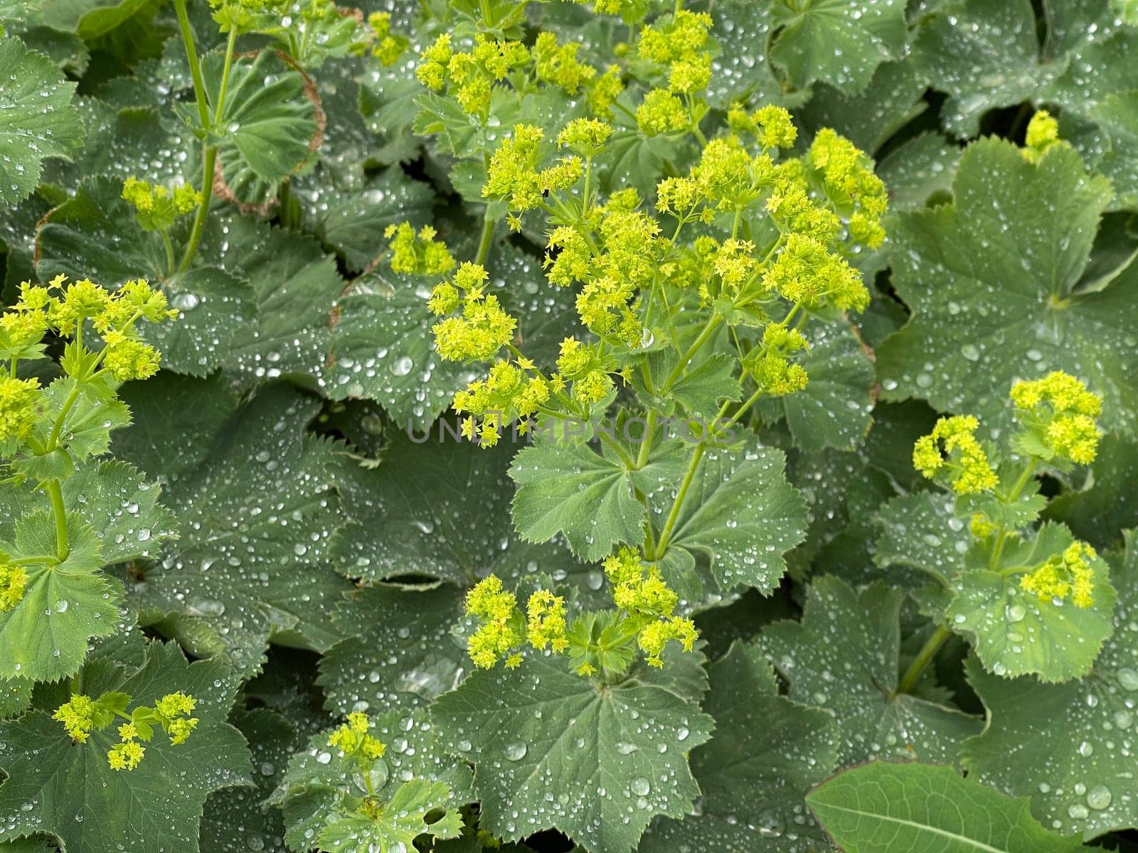 Lady's mantle,Alchemilla xanthochlora,is a beautiful ground cover with green flowers. It is an important medicinal plant and is used in medicine. Lady's Mantle,Alchemilla xanthochlora,is a beautiful ground cover with green flowers. It is an important medicinal plant and is used in medicine.