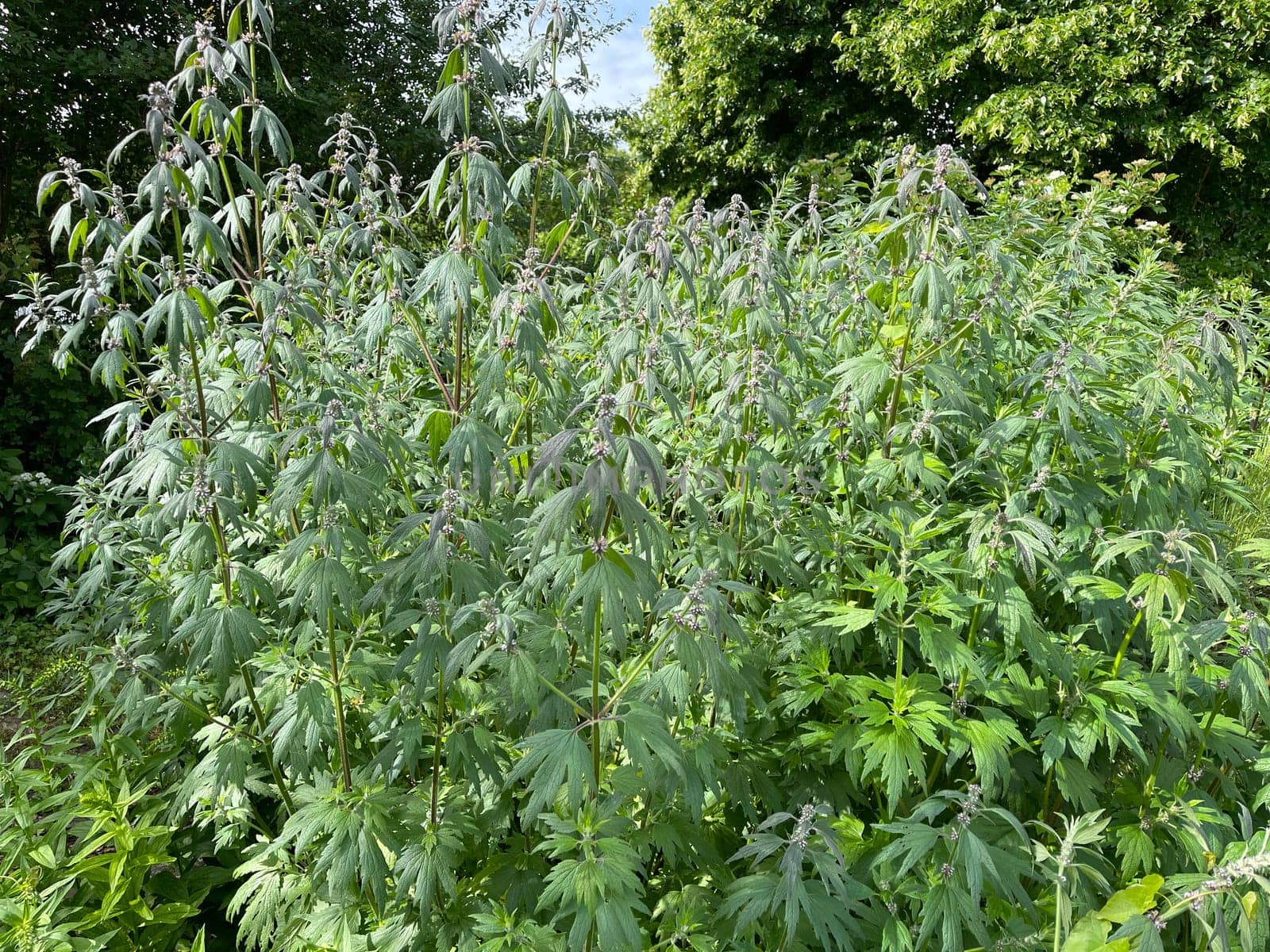 Motherwort,Leonurus,cardiaca,is an important medicinal plant with white flowers and is widely used in medicine. Motherwort,Leonurus,cardiaca,is an important medicinal plant with white flowers and is widely used in medicine.