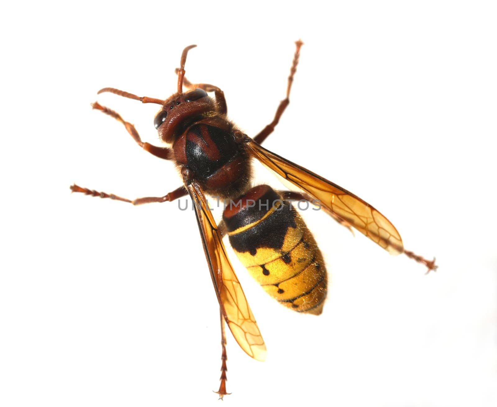 Hornet,Vespa crabro,is the largest native wasp species and is strictly protected. Hornet,Vespa crabro,is the largest native wasp species and is strictly protected.
