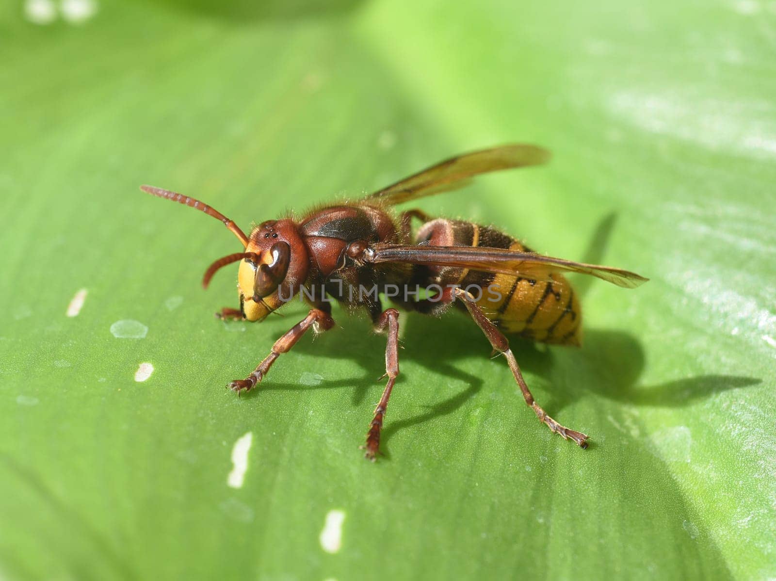 Hornet,Vespa crabro,is the largest native wasp species and is strictly protected. Hornet,Vespa crabro,is the largest native wasp species and is strictly protected.