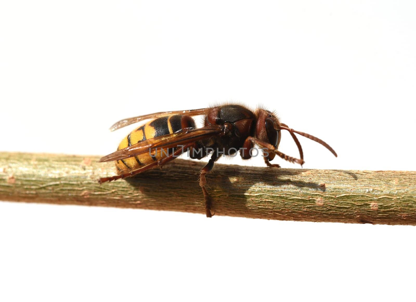 Hornet,Vespa crabro,is the largest native wasp species and is strictly protected. Hornet,Vespa crabro,is the largest native wasp species and is strictly protected.