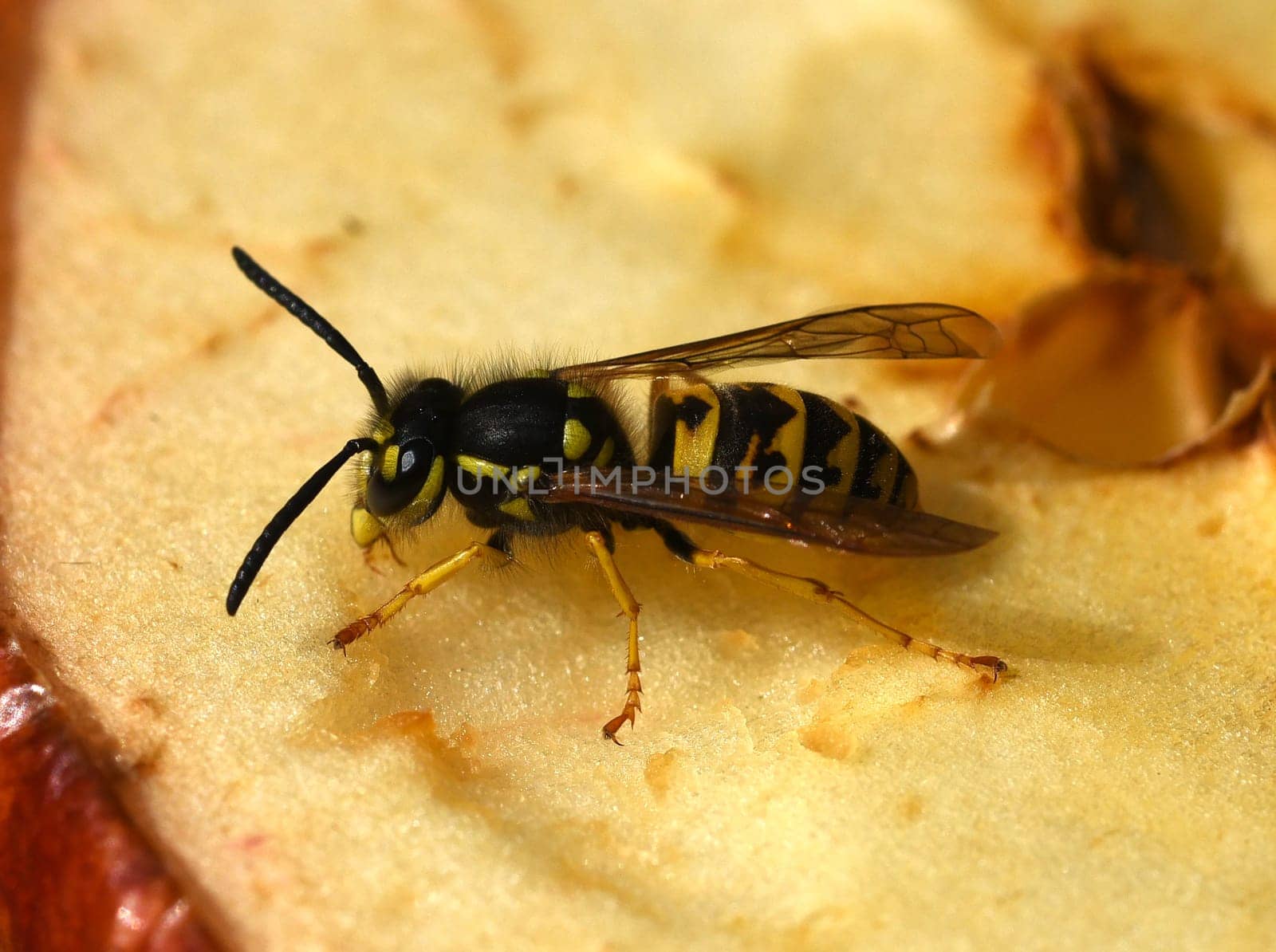 Hornet,Vespa crabro,is the largest native wasp species and is strictly protected. Hornet,Vespa crabro,is the largest native wasp species and is strictly protected.