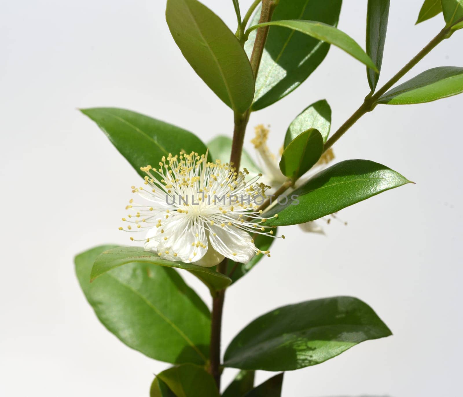 Myrtle,Myrtus communis,also called balm is a shrub with beautiful white flowers. It is an important medicinal plant and an attractive garden plant. Myrtle,Myrtus communis,also called balm is a shrub with beautiful white flowers. It is an important medicinal plant and an attractive garden plant.