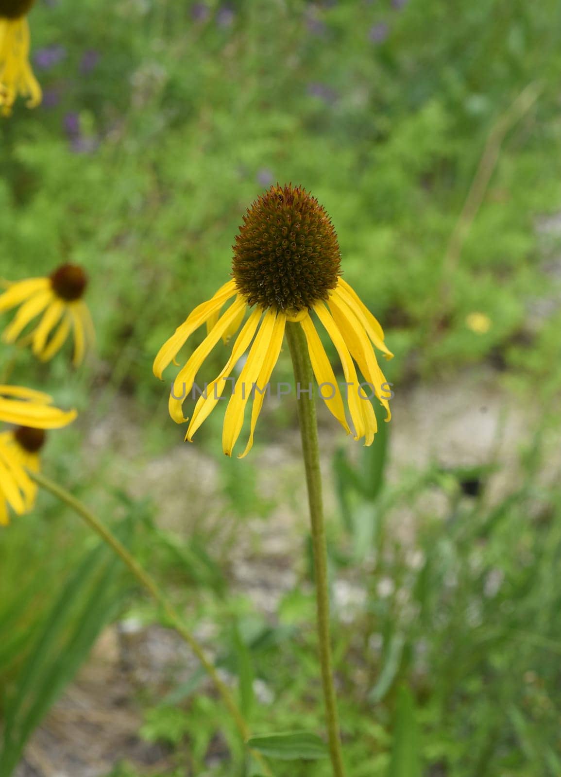 Conechinacea,Echinacea purpurea,is an important medicinal plant and a fragrant plant with red flowers. It is a beautiful perennial plant and is often planted in the garden. Red coneflower,Echinacea purpurea,is an important medicinal herb and an aromatic plant with red flowers. It is a beautiful perennial plant and is often planted in the garden.