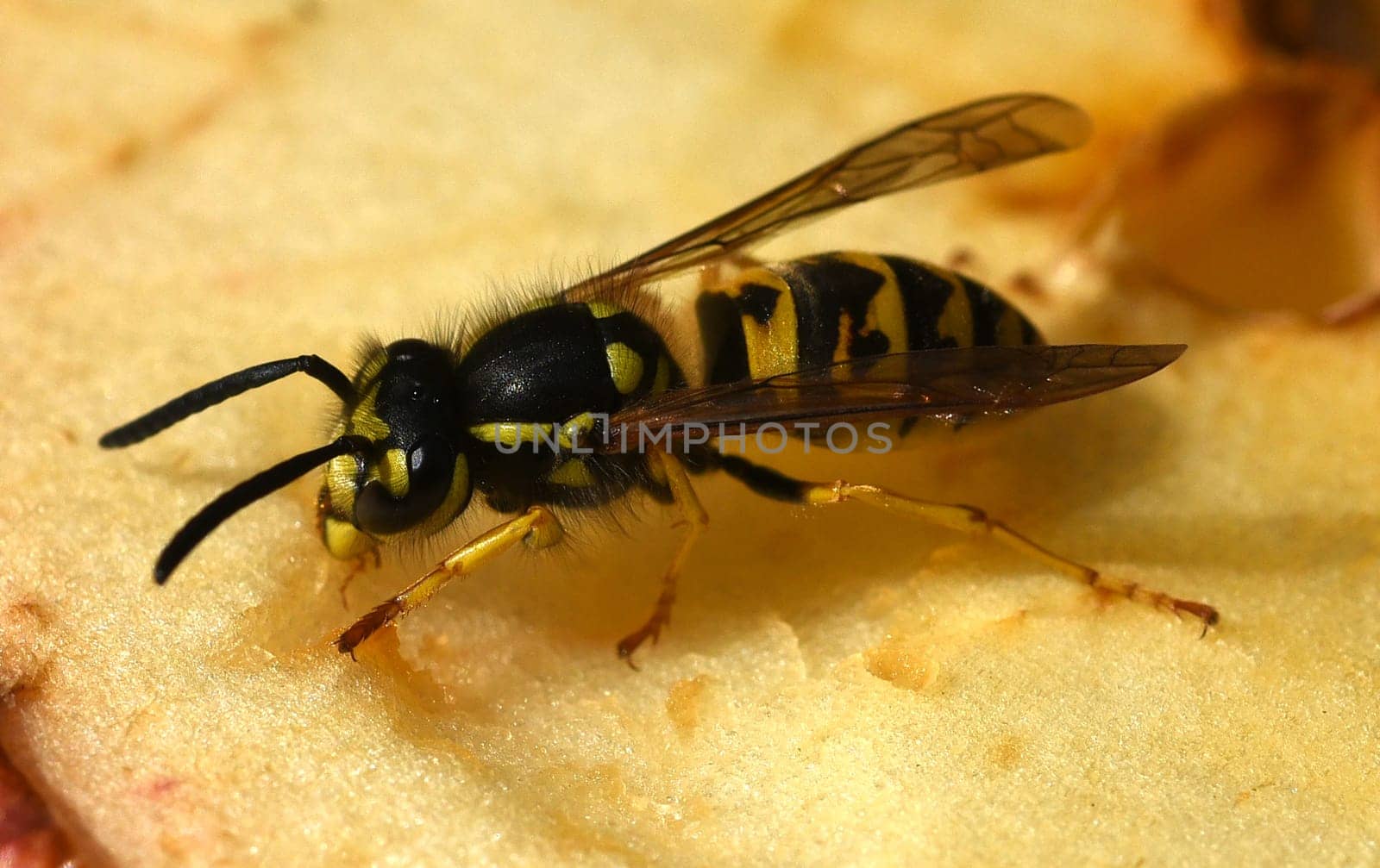 Hornet,Vespa crabro,is the largest native wasp species and is strictly protected. Hornet,Vespa crabro,is the largest native wasp species and is strictly protected.