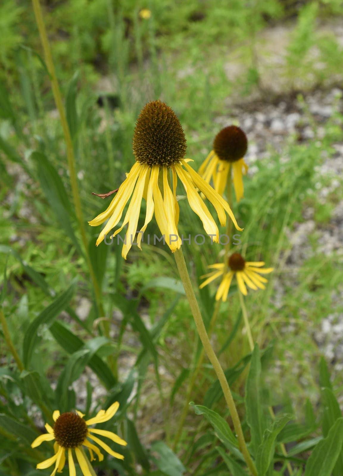Conechinacea,Echinacea purpurea,is an important medicinal plant and a fragrant plant with red flowers. It is a beautiful perennial plant and is often planted in the garden. Red coneflower,Echinacea purpurea,is an important medicinal herb and an aromatic plant with red flowers. It is a beautiful perennial plant and is often planted in the garden.
