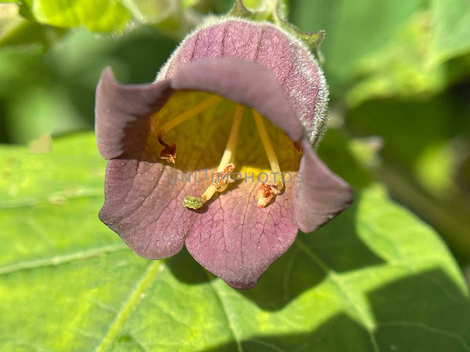 Deadly nightshade,Atropa bella-donna,has black berries and is a poisonous and medicinal plant. Deadly Nightshade,Atropa bella-donna,has black berries and is a poisonous and medicinal plant.