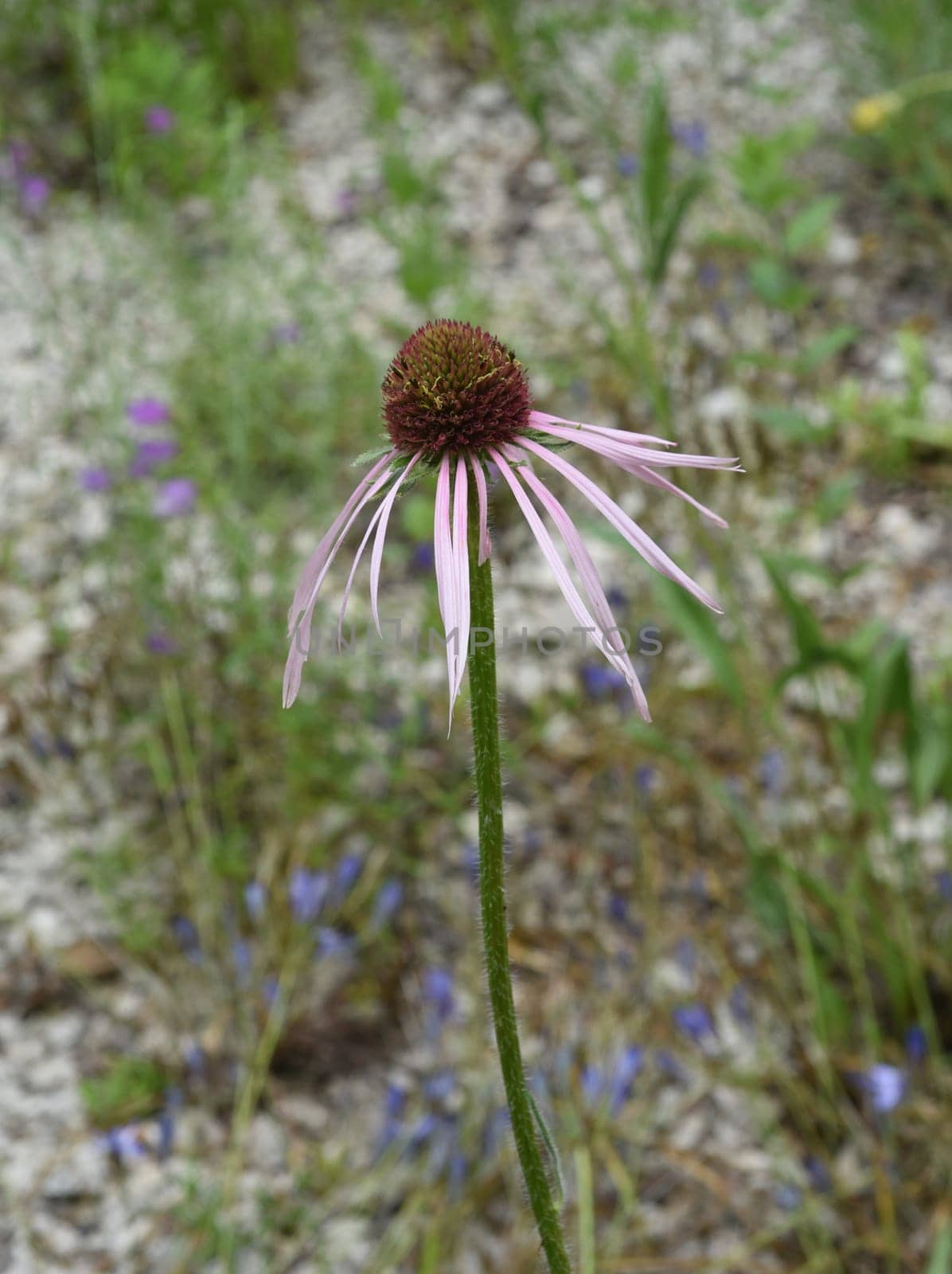 Conechinacea,Echinacea purpurea,is an important medicinal plant and a fragrant plant with red flowers. It is a beautiful perennial plant and is often planted in the garden. Red coneflower,Echinacea purpurea,is an important medicinal herb and an aromatic plant with red flowers. It is a beautiful perennial plant and is often planted in the garden.