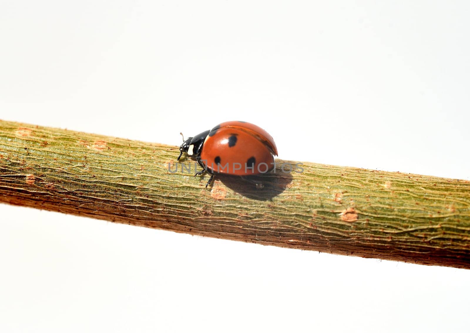 Marienkaefer,Coccinella semptempunctata,is a beautiful red kaefer with black dots. The insect is very useful and eats many aphids. Ladybug,Coccinella semptempunctata,is a pretty red beetle with black spots. The insect is very useful and eats many aphids.