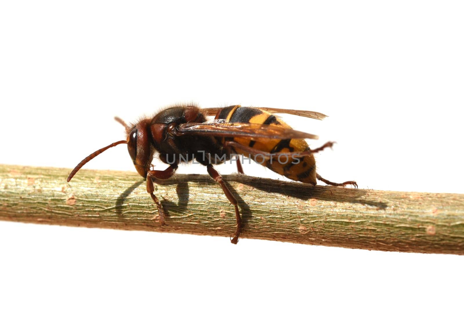 Hornet,Vespa crabro,is the largest native wasp species and is strictly protected. Hornet,Vespa crabro,is the largest native wasp species and is strictly protected.