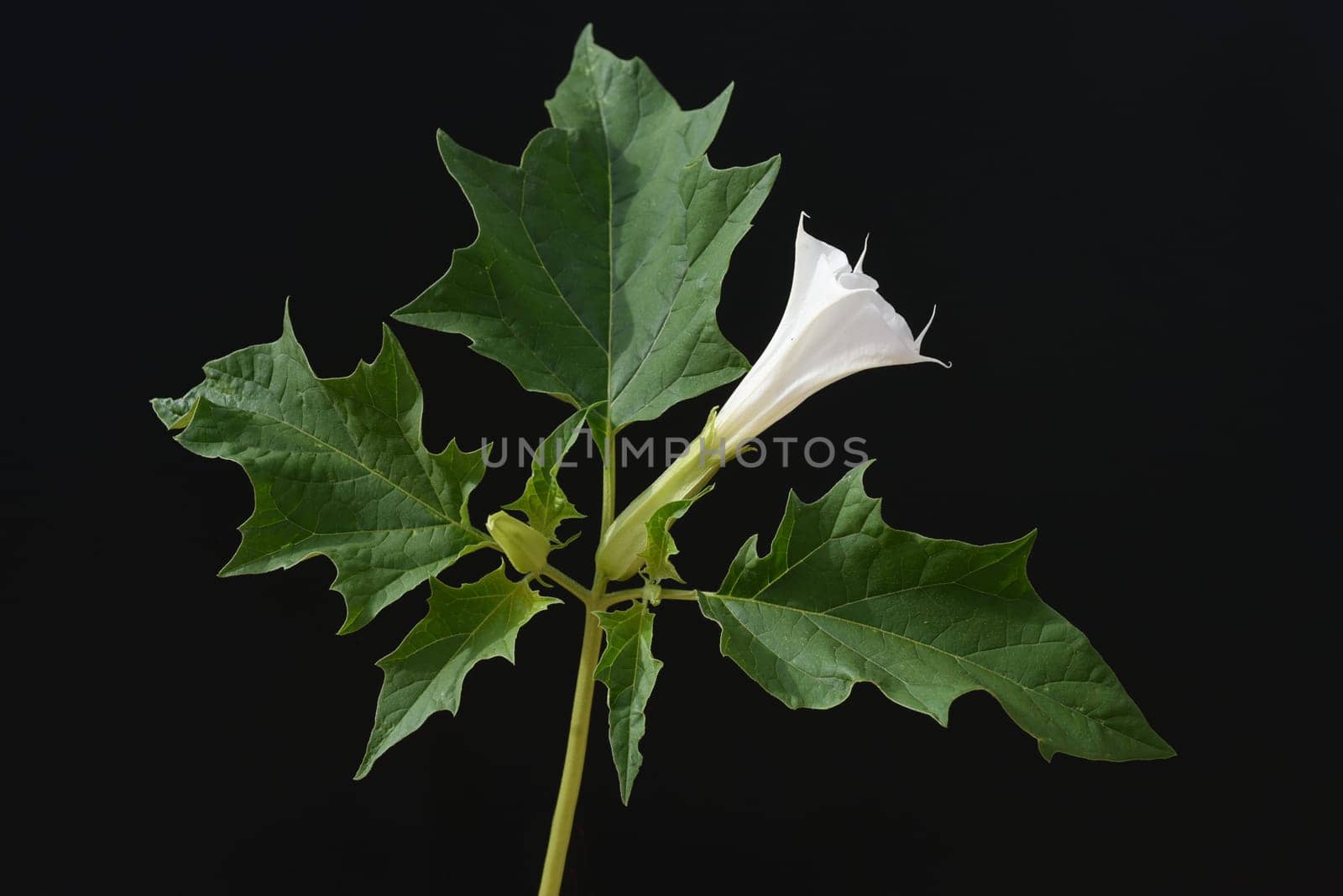 Holly apple,Datura Stramonium is a medicinal plant that is also used in medicine. Thorn apple,Datura Stramonium is a medicinal plant that is also used in medicine.