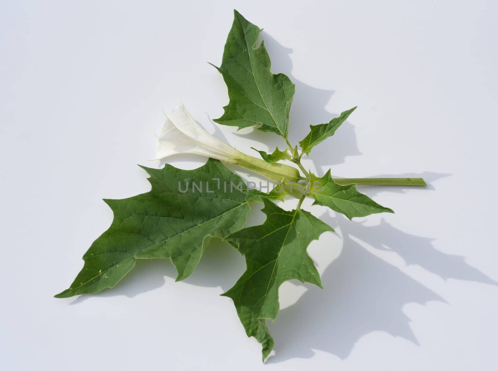 Holly apple,Datura Stramonium is a medicinal plant that is also used in medicine. Thorn apple,Datura Stramonium is a medicinal plant that is also used in medicine.