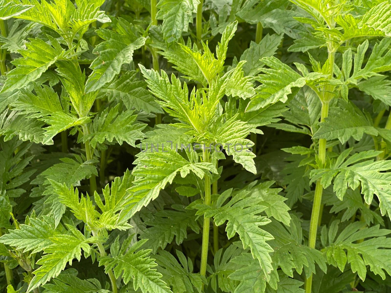 Wolfstrapp,Lycopus europaeus,is an important medicinal plant that is also used in medicine. Wolfstrapp,Lycopus europaeus,is an important medicinal plant that is also used in medicine.