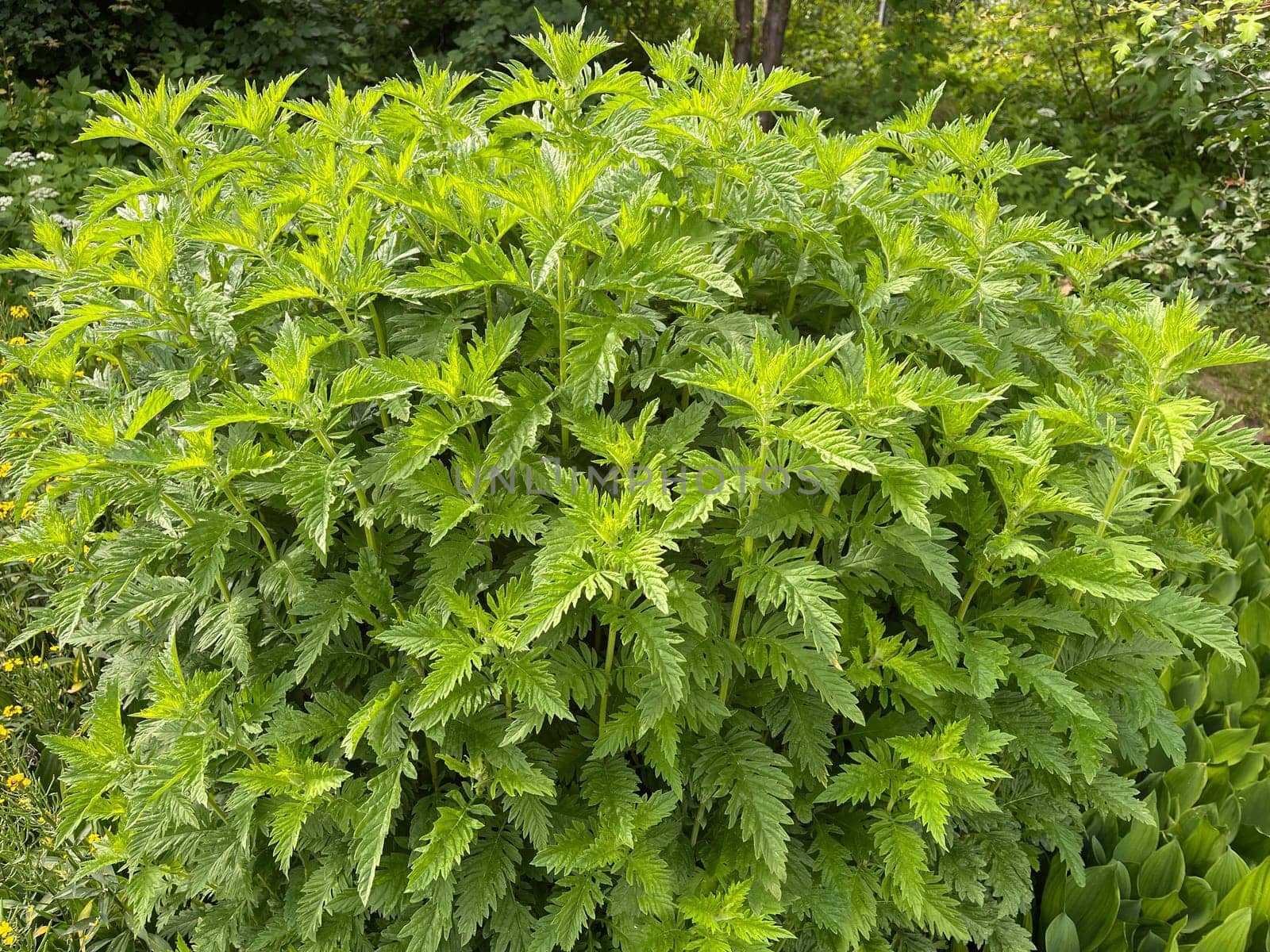 Wolfstrapp,Lycopus europaeus,is an important medicinal plant that is also used in medicine. Wolfstrapp,Lycopus europaeus,is an important medicinal plant that is also used in medicine.