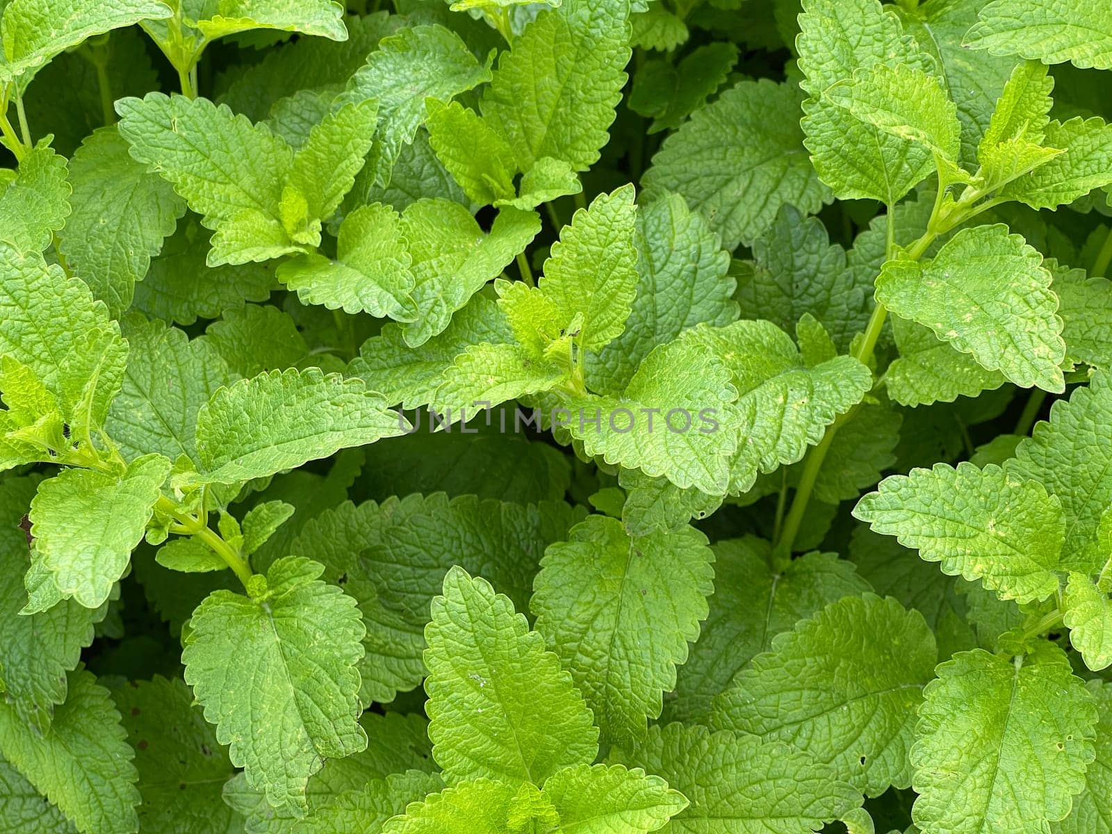 Lemon balm Melissa officinalis,is an important medicinal plant and a fragrant plant with white flowers. It is a beautiful perennial and is also used in medicine. Lemon balm Melissa officinalis,is an important medicinal plant and an aromatic plant with white flowers. It is a beautiful perennial and is also used in medicine.