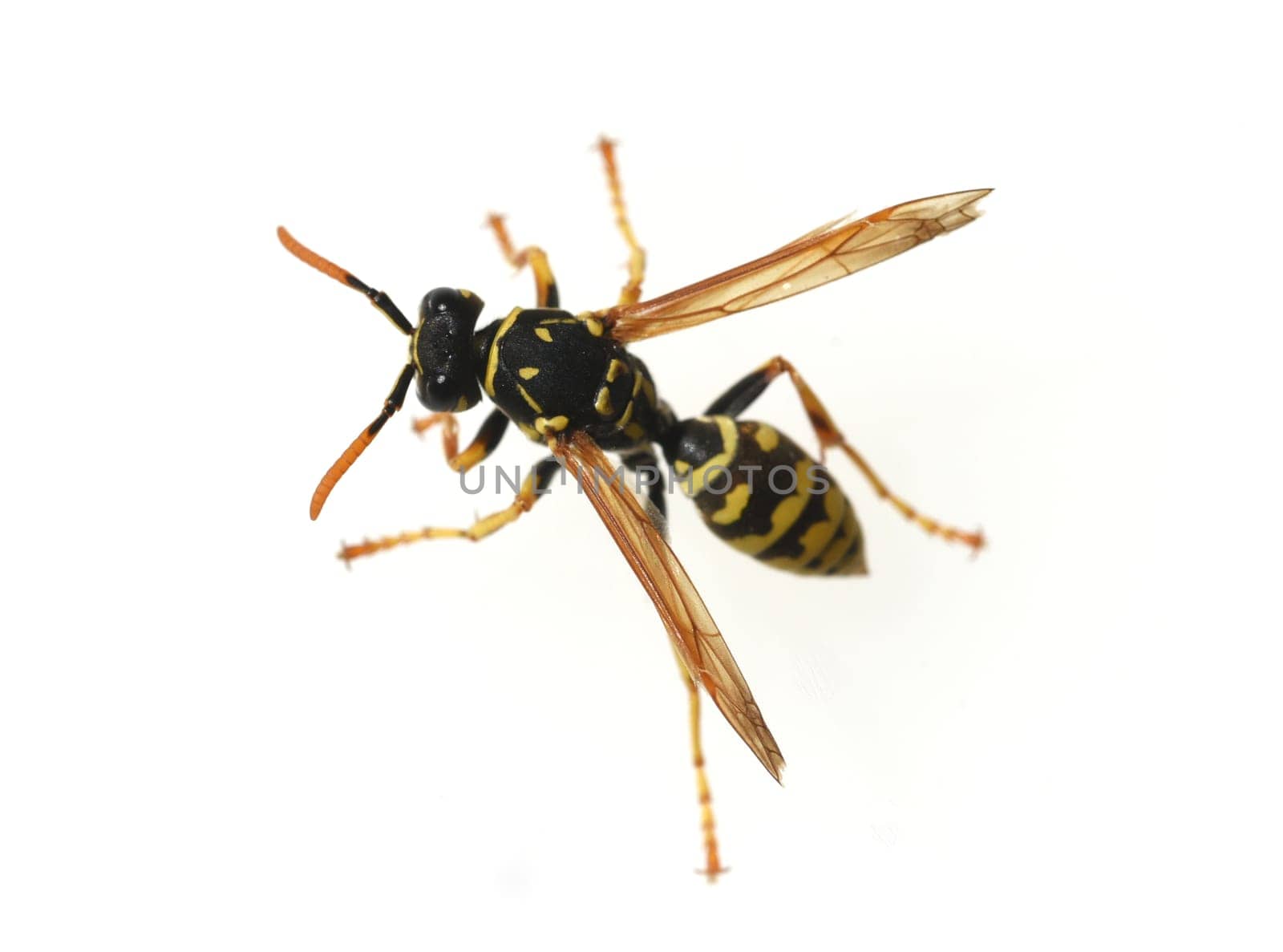 Wasp,Vespula germanica,is a useful and protected insect. Wasp,Vespula germanica,is a useful and protected insect.