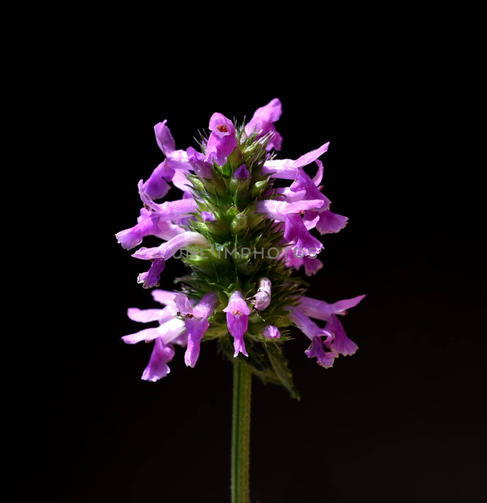 Ziest,Stachys officinalis is an important medicinal plant with purple flowers. Ziest,Stachys officinalis is an important medicinal plant with purple flowers.